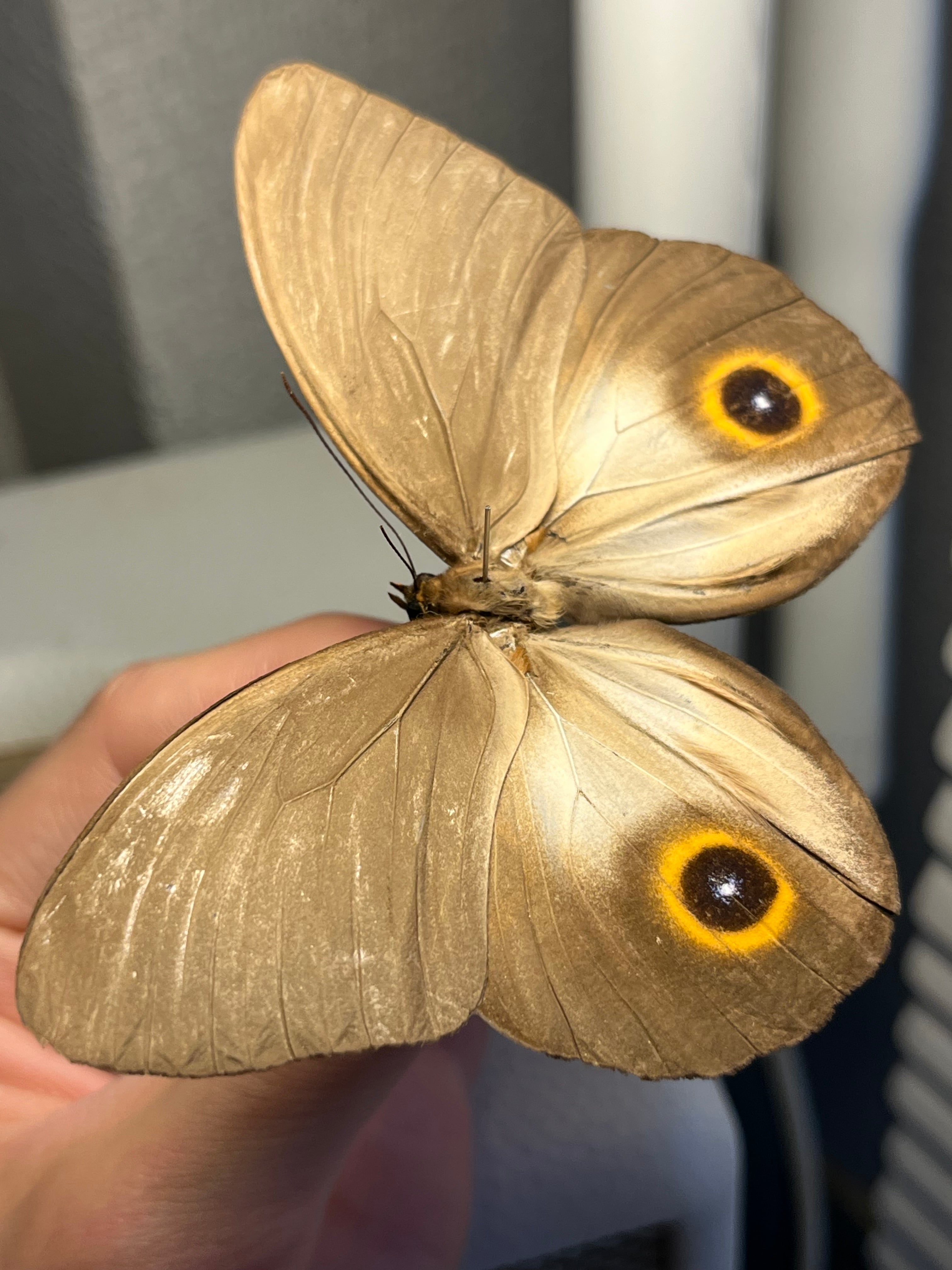 メダマチョウの一種 蝶標本 外国産蝶標本 Morpho ベニスカシジャノメ