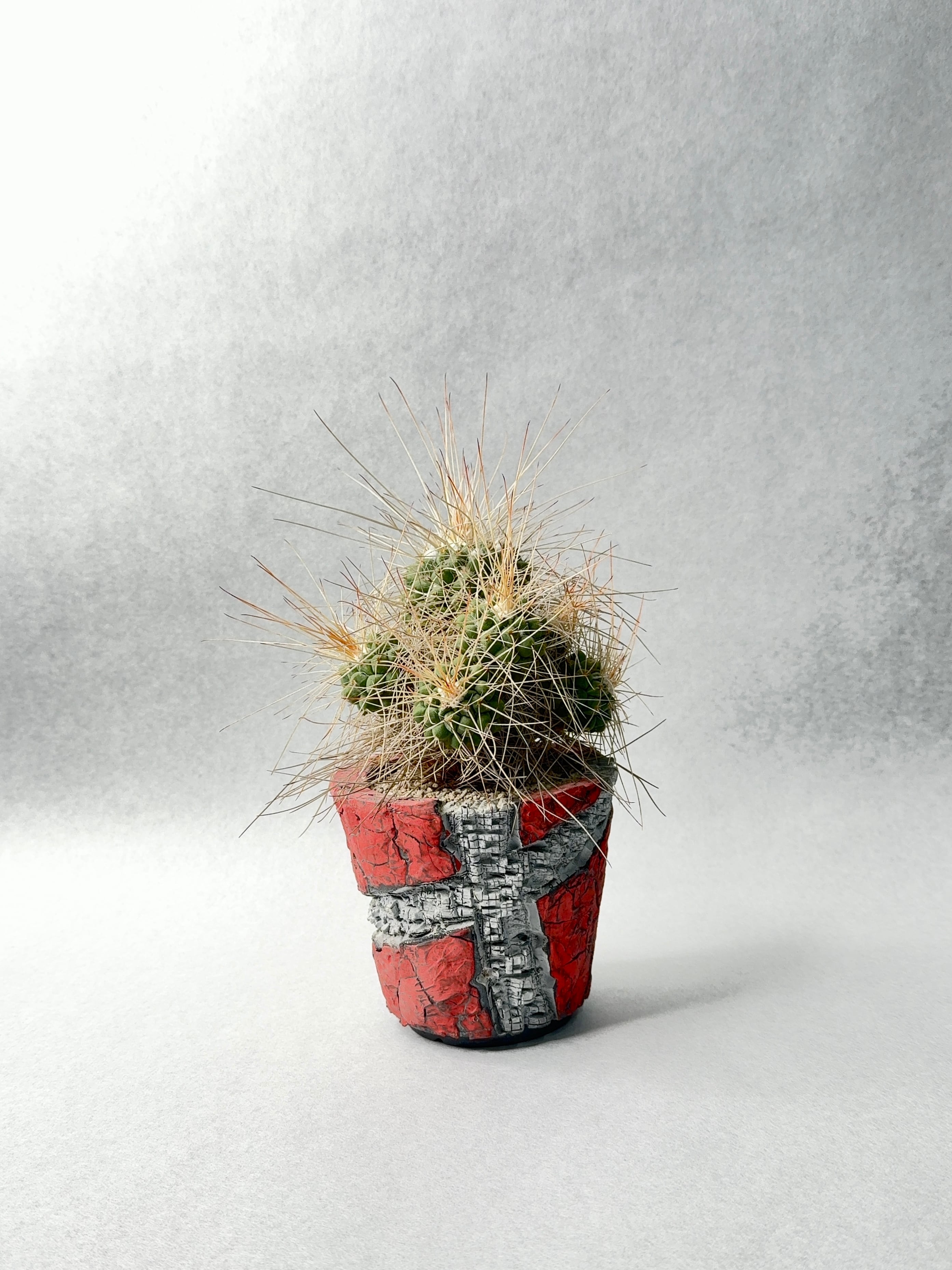 マミラリア・超長刺白竜丸 | trigger