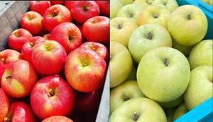 葉取らず高徳&王林家庭用　2kg