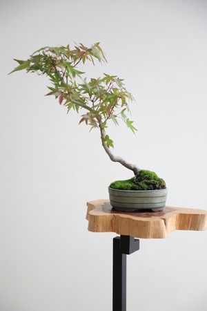【S】モミジ 盆栽 樹齢15年/Japanese maple bonsai 　※陶器鉢付き