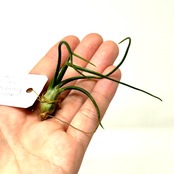 チランジア　ブルボーサ f.alba Takiz (Humo to pejibaye. CostaRica 1350m)【611】