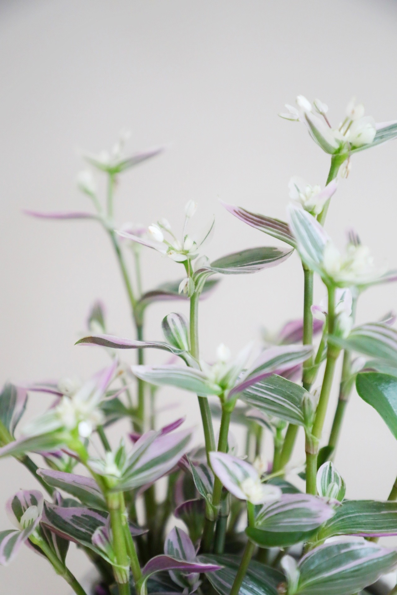 【S】トラディスカンティア スイートネス/Tradescantia