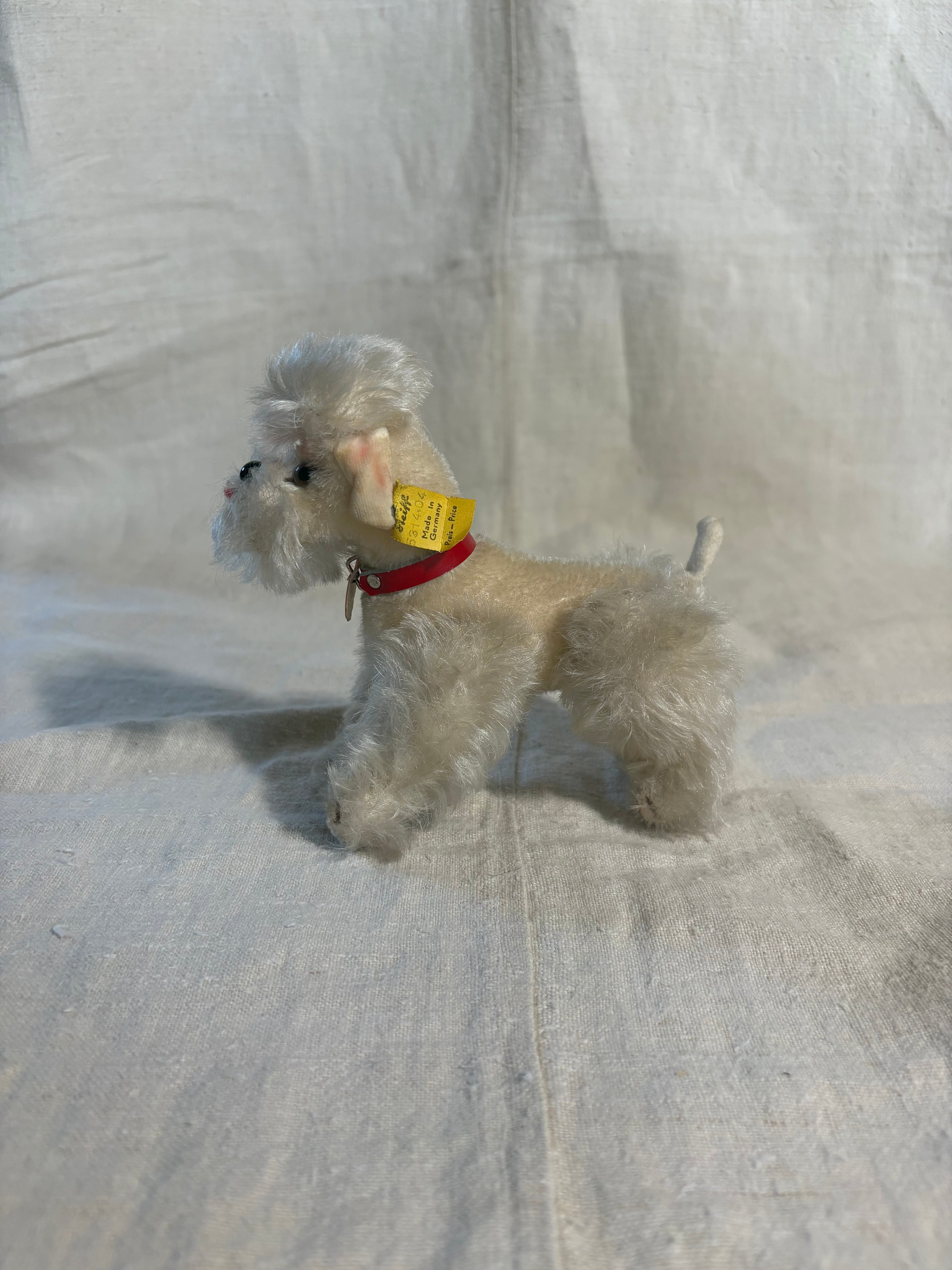 やさしい表情のプードル | Steiff Poodle Snobby 14cm White all ID