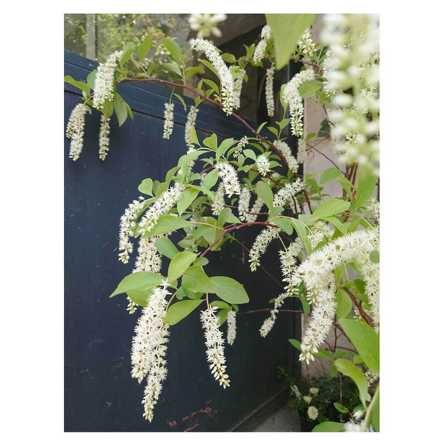 Itea virginica 'Henry's Garnet'