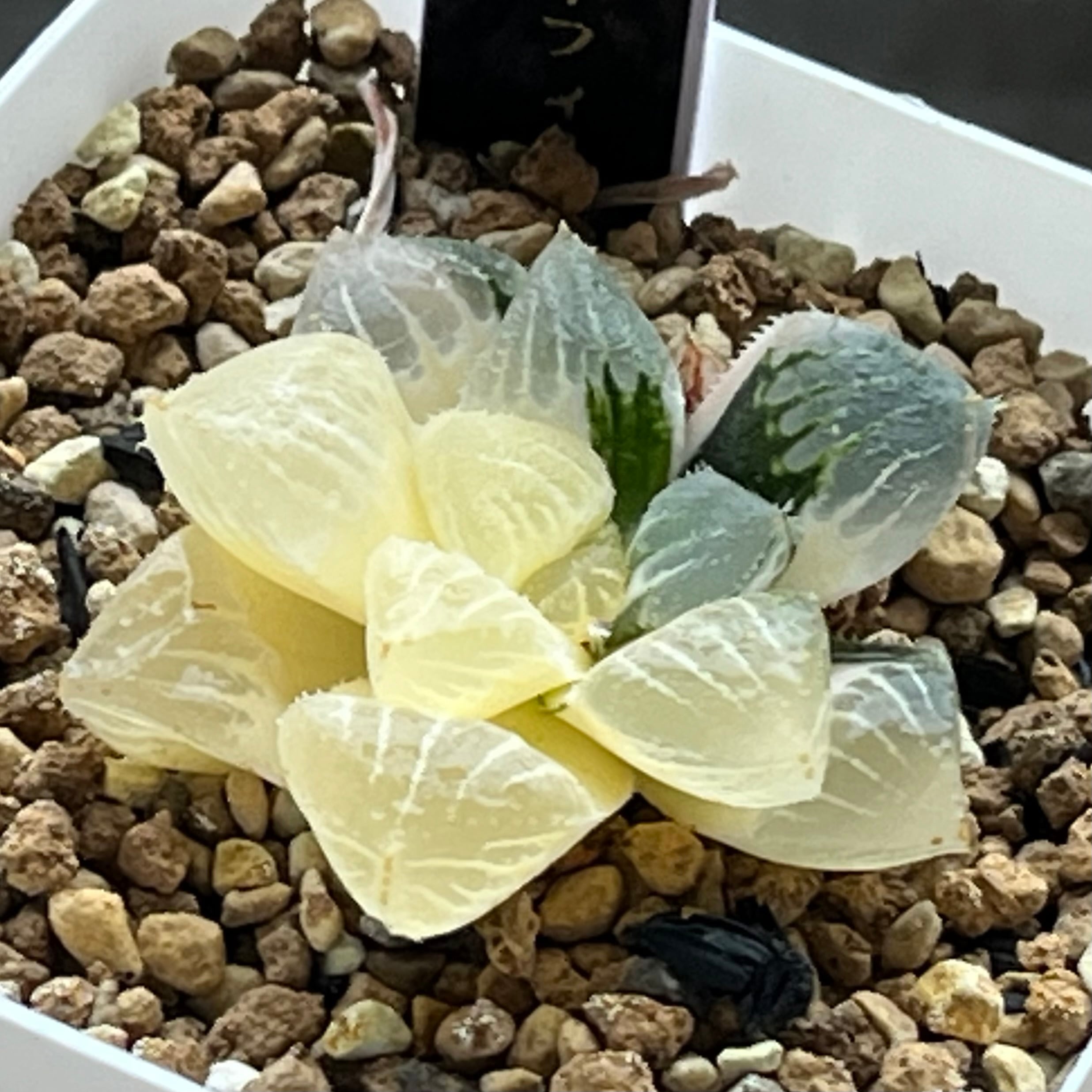 ハオルチア 玉潭寿錦 | mocono_plants