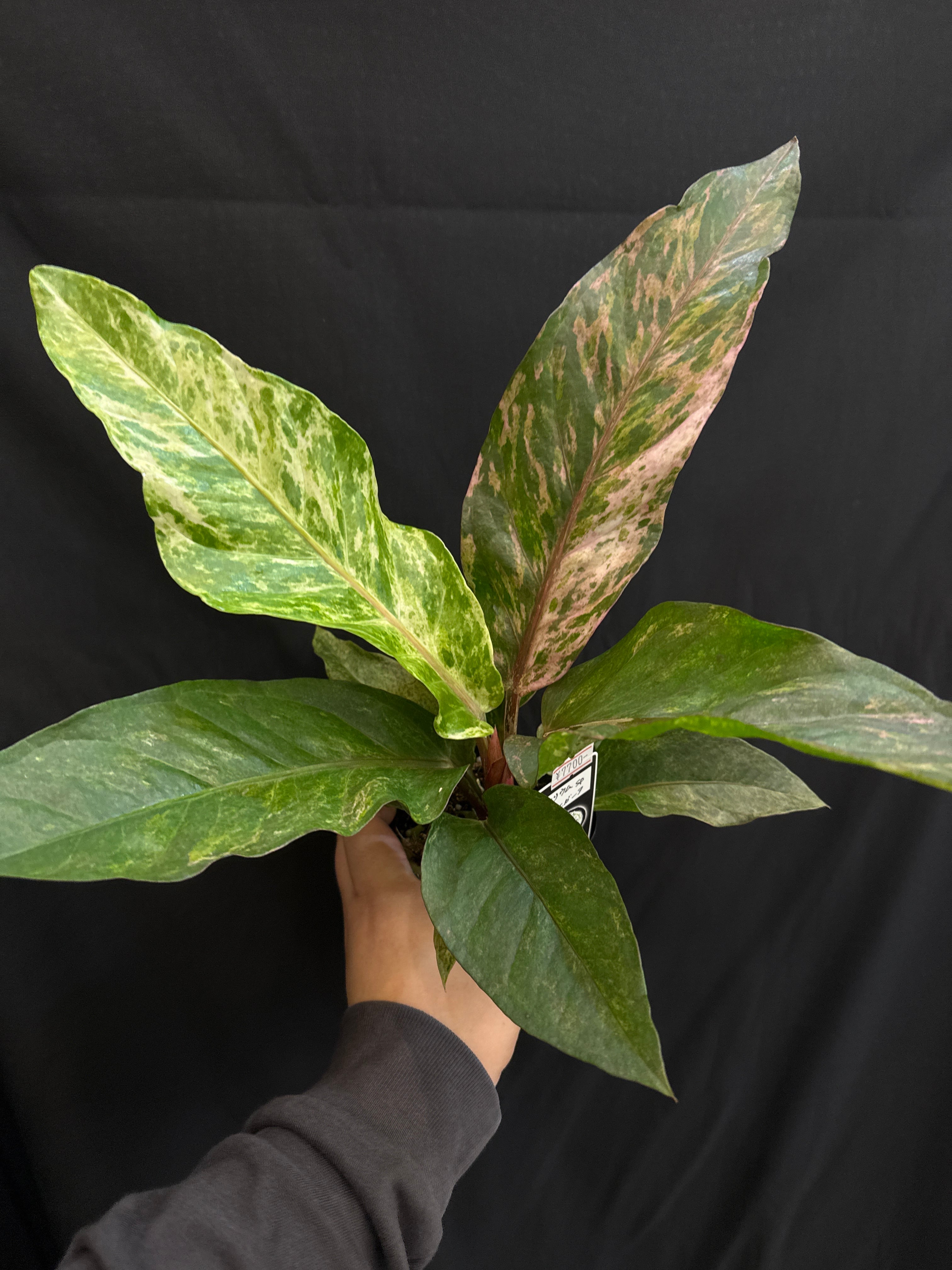 B アンスリウム sp. pink variegated | Gardenえん 【観葉・アロイド