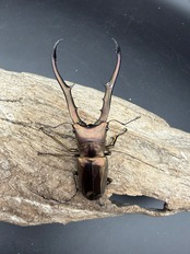 【WD】《メタリフェルホソアカ亜種フィナエ 87mm ペア》