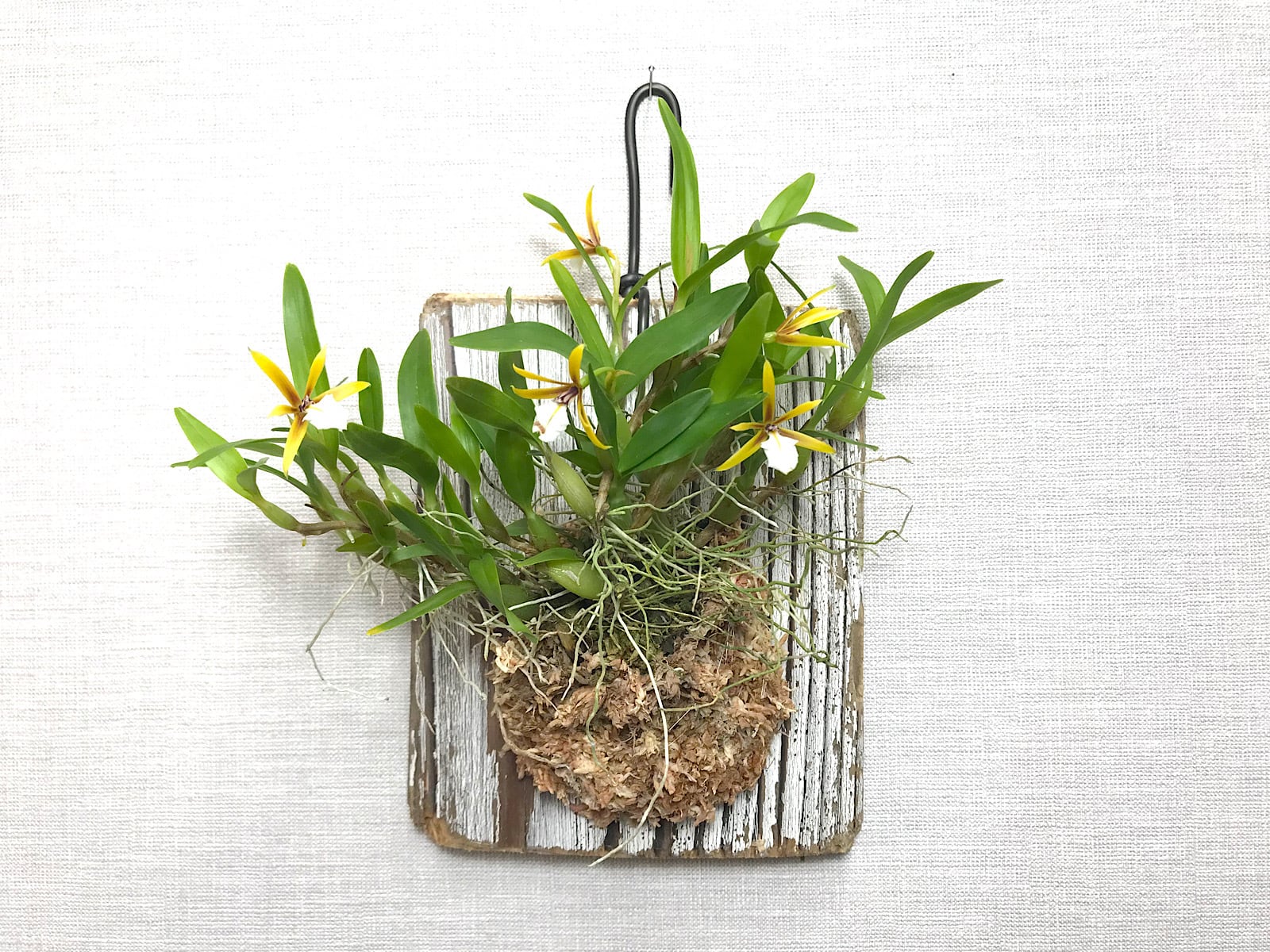 ディネマ ポリブルボン 着生蘭