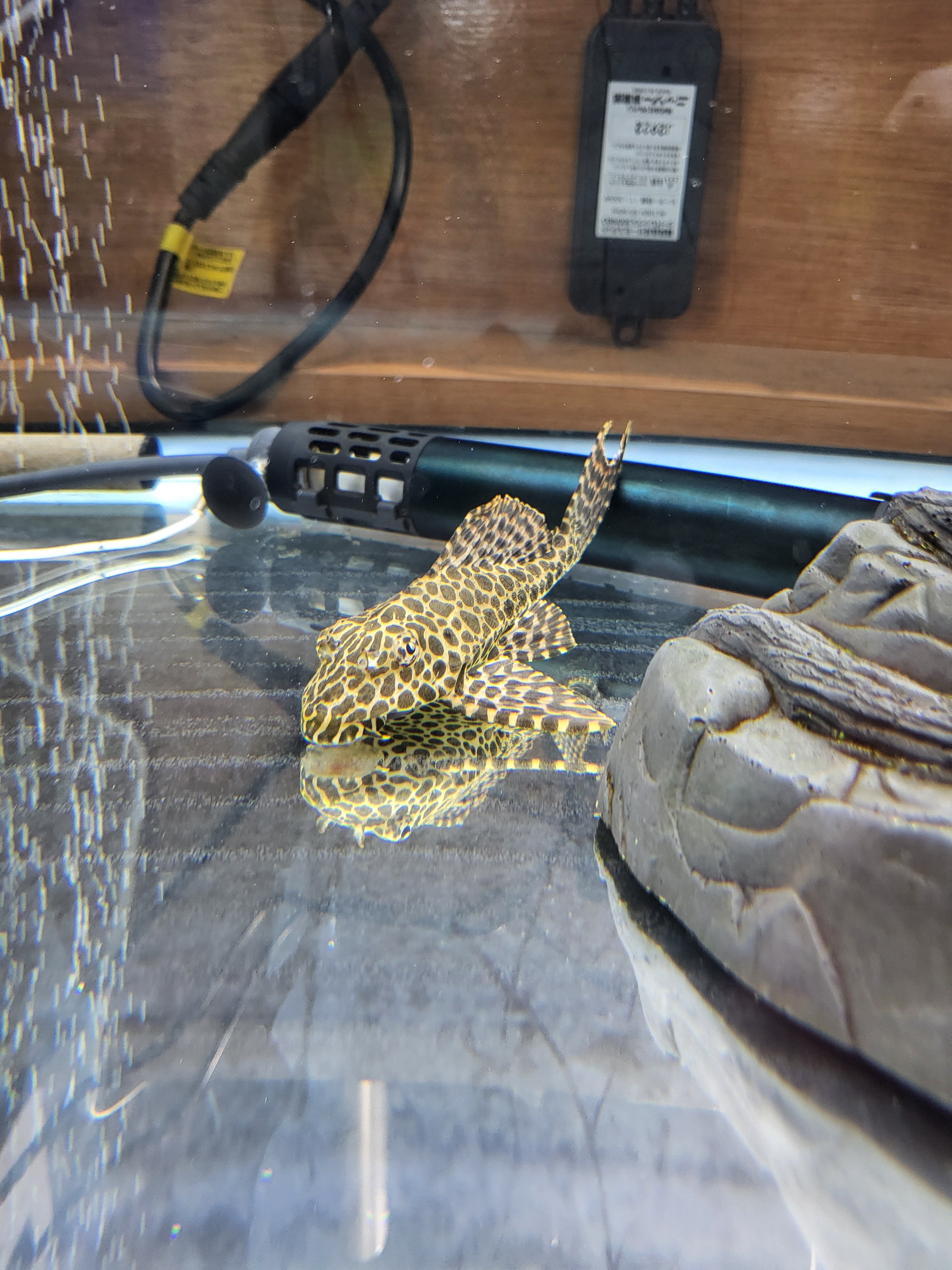 飼育器具一式　アロワナ　プレコ 飼育器具一式 アロワナ プレコ