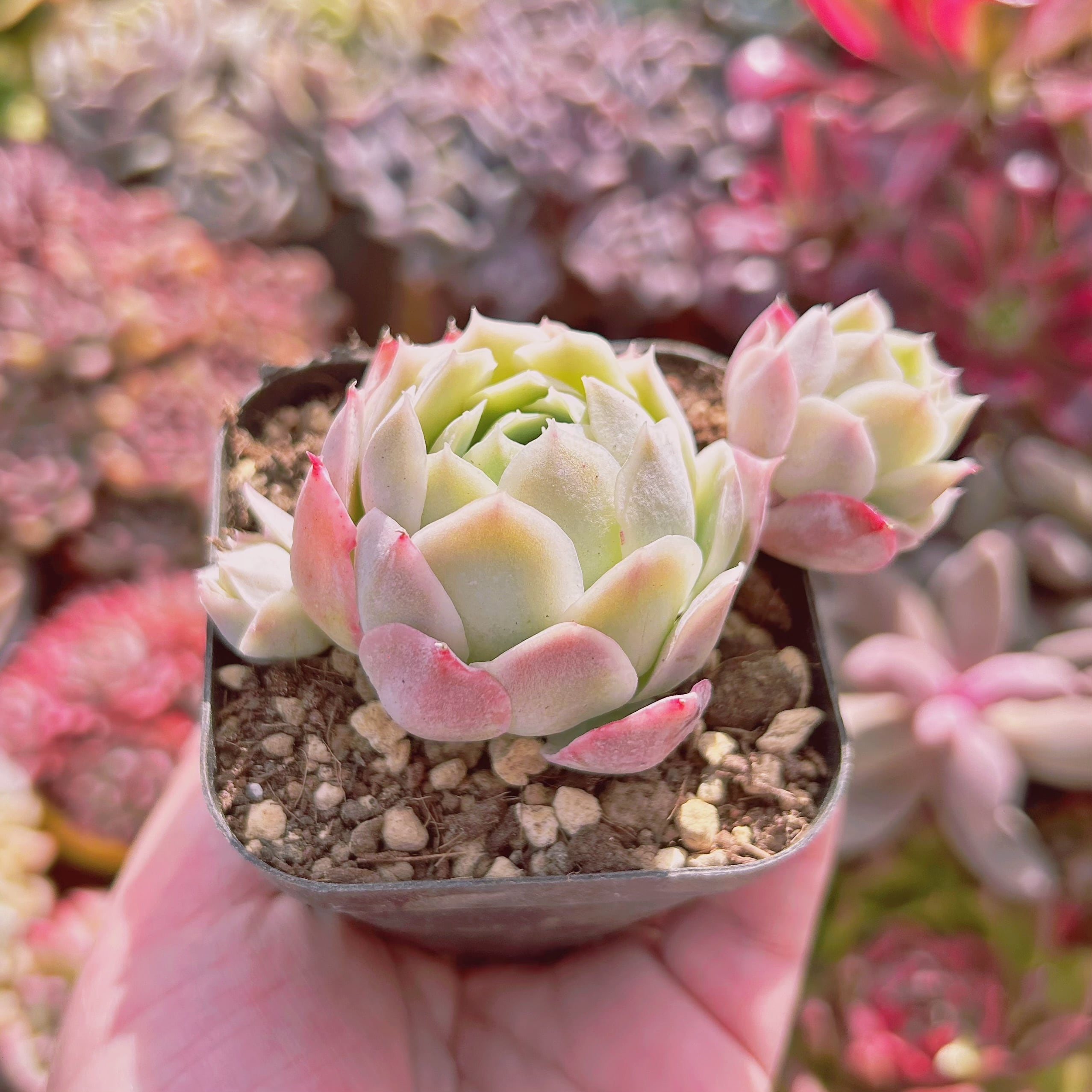 767現物 多肉植物 静月 | るる農園~多肉植物専門