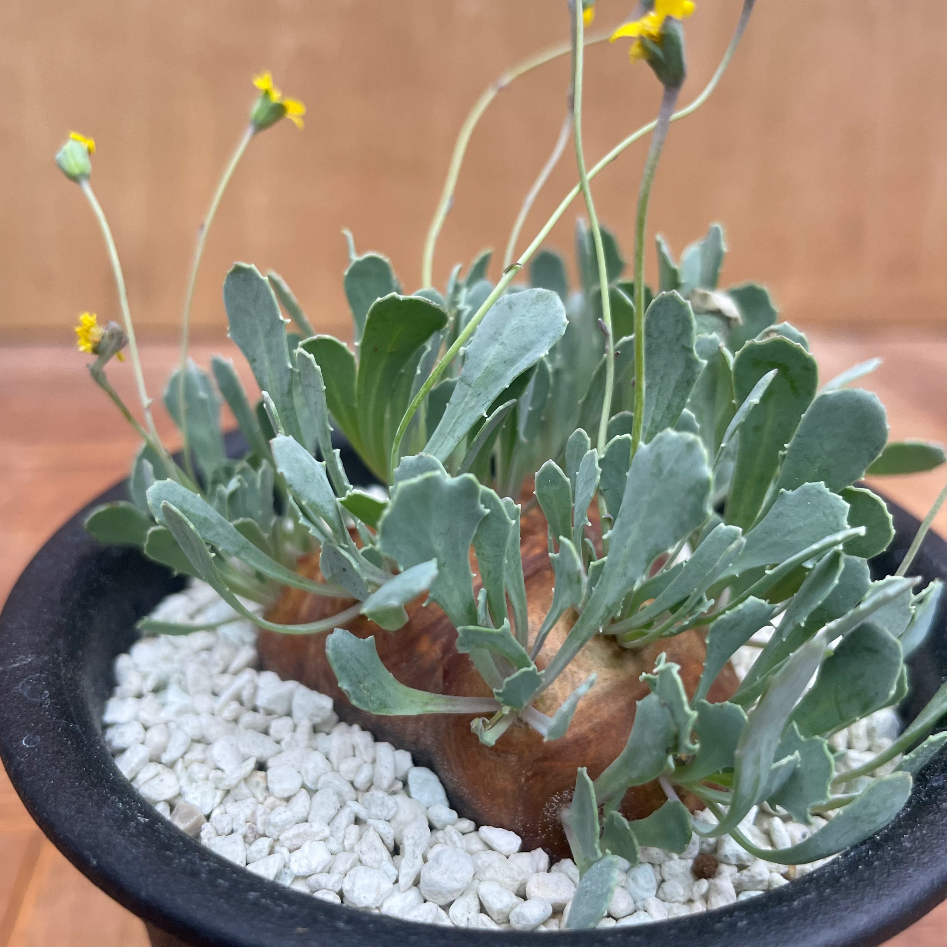 オトンナ カカリオイデス 実生4年目 3個セット オトンナ 実生セット オトンナ カカリオイデス 実生4年目 3個セット