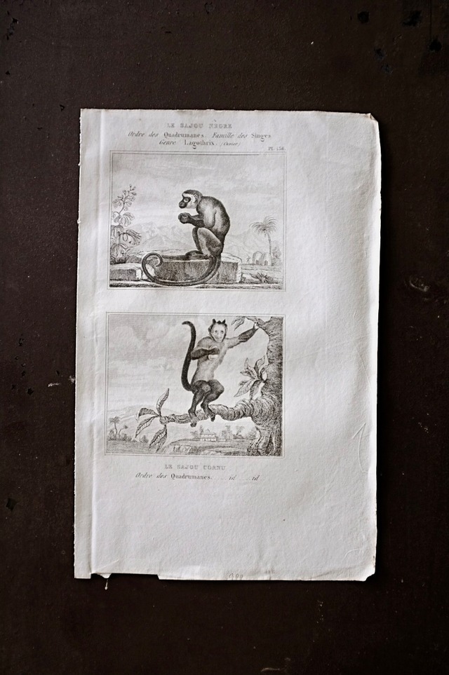 フランス BUFFON 1835s ビュフォン伯爵による動物たちの博物画  フサオマキザル カプチン アンティーク