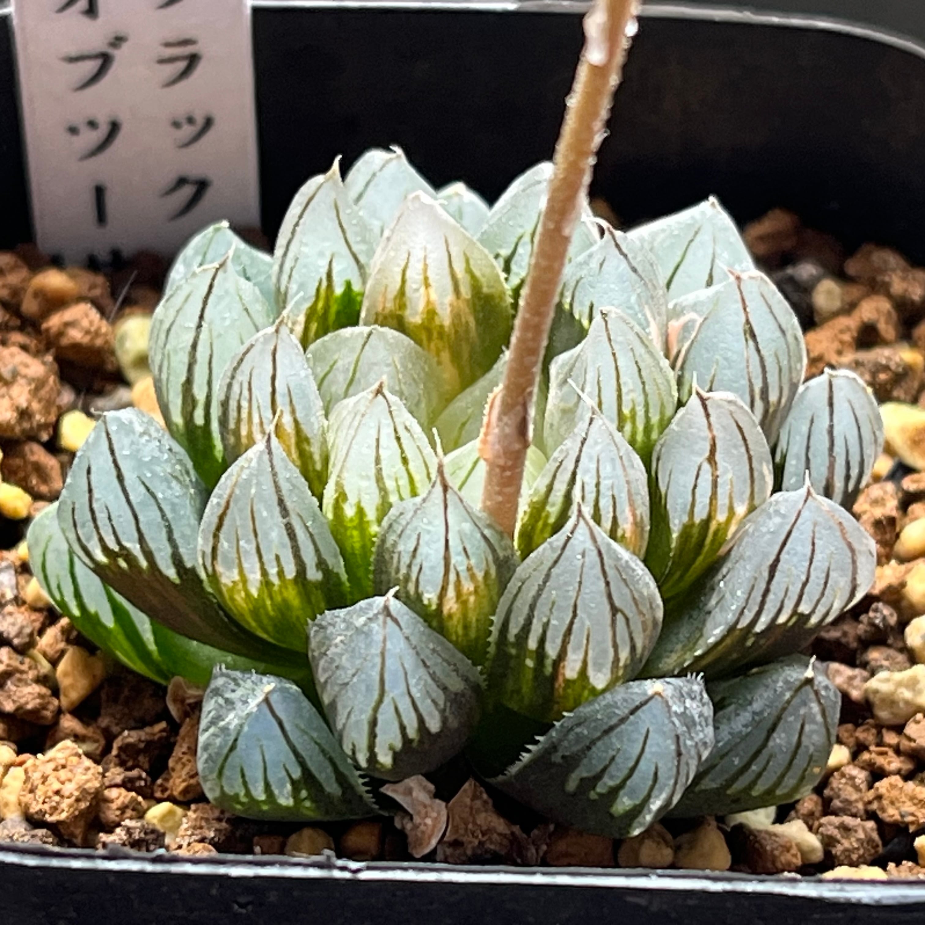 オブツーサ系 | mocono_plants