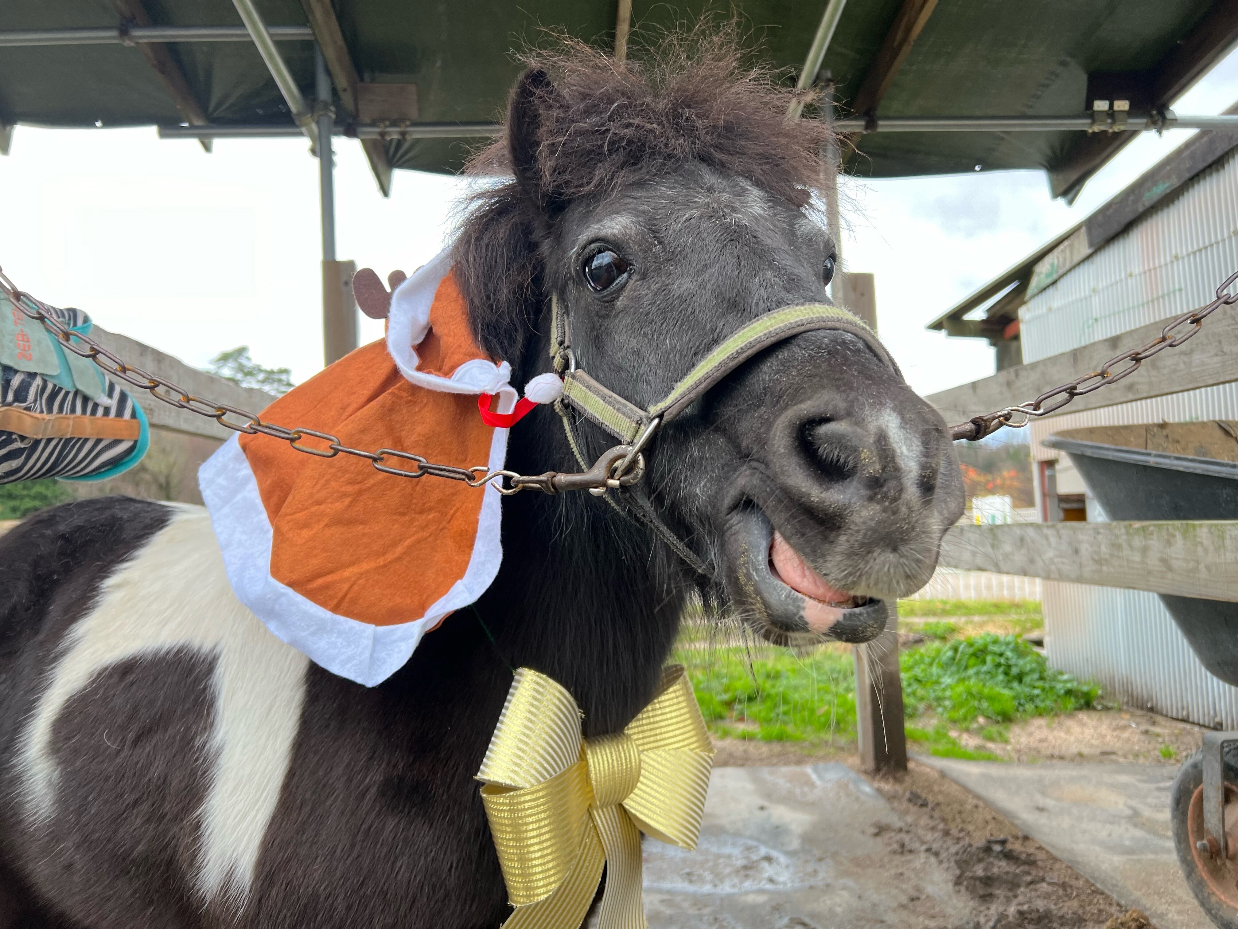 オリジナルアクリルキーホルダー くろごま＆オレオ | 大山乗馬センター