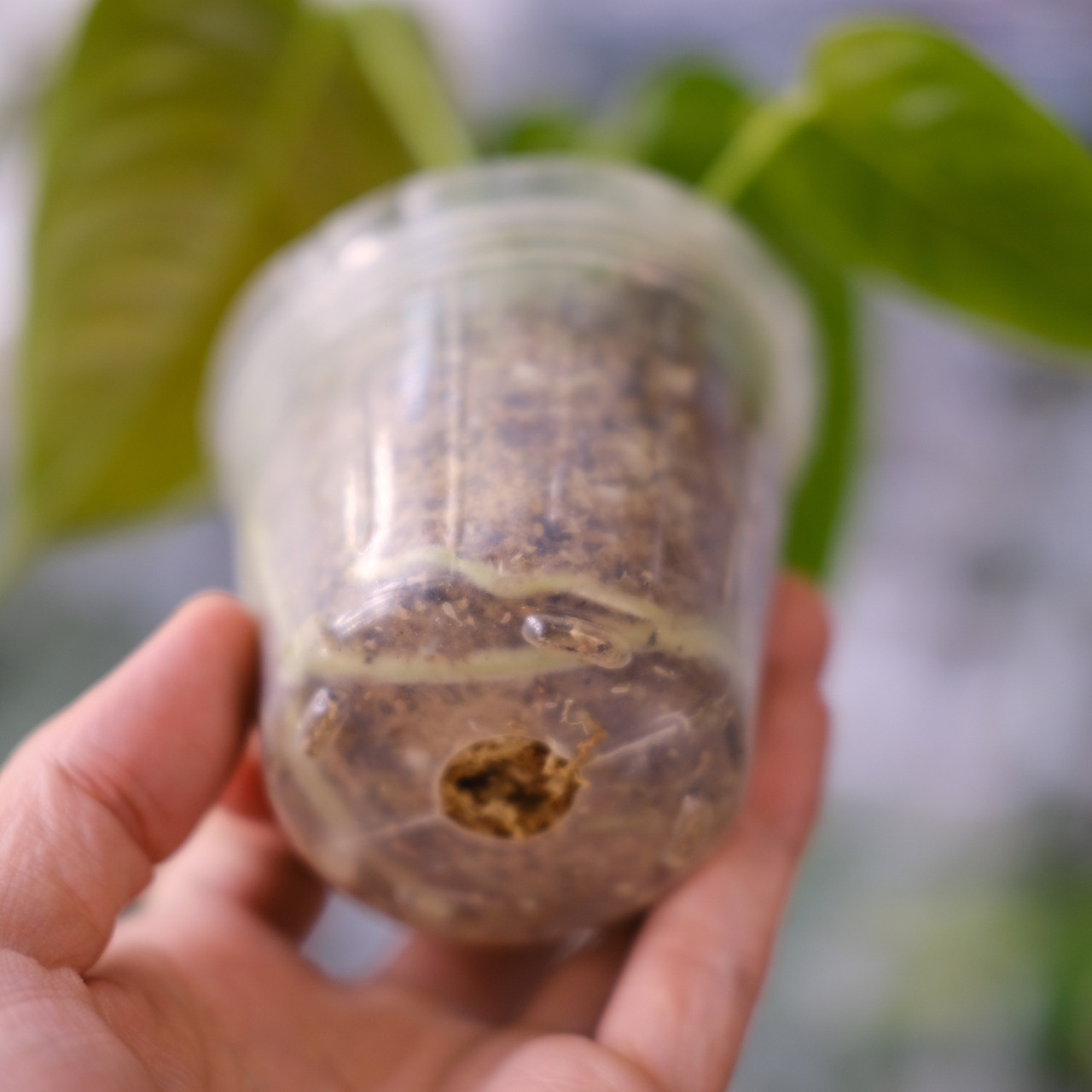 アンスリウム・ベイチー / Anthurium Veitchii / 観葉植物⑧