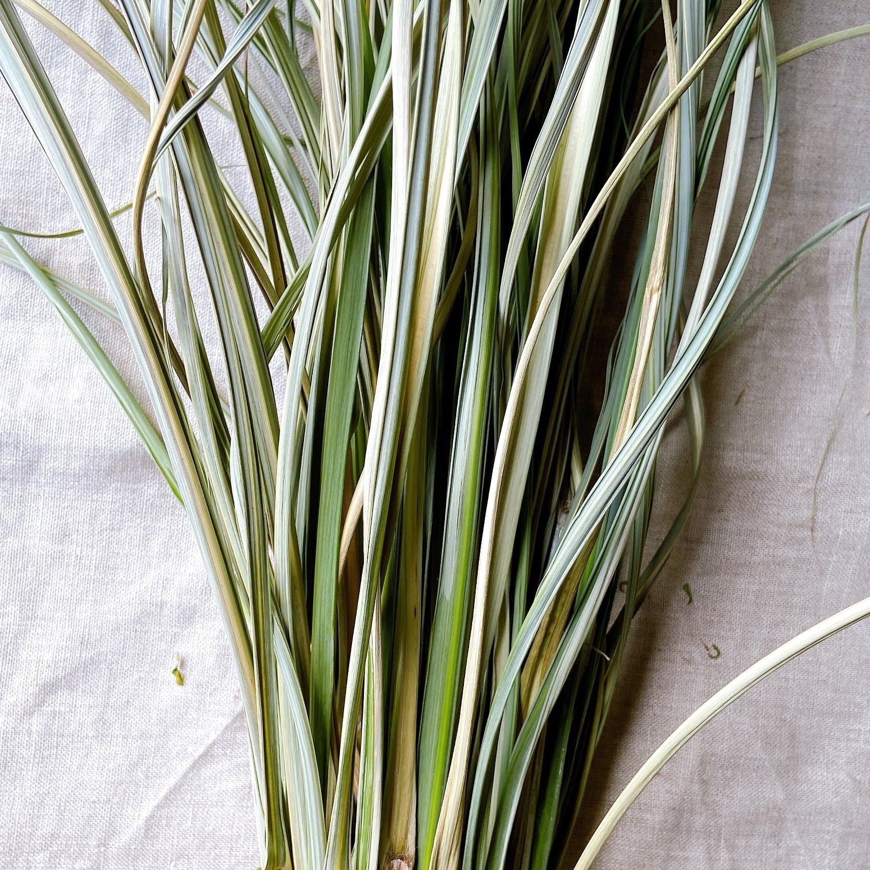 大容量】奄美大島産のドライリーフ「ススキの葉」500本 ドライフラワー