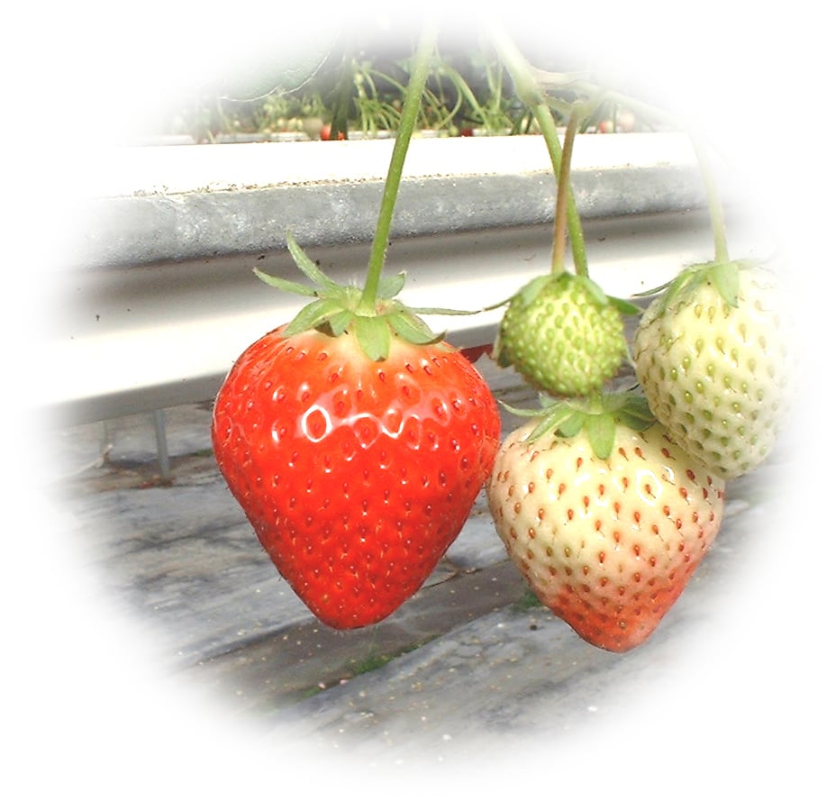 いちご丸ページ いちご丸ページ 苺♥ いちごページ 椿 Buy ZX 8000 'Strawberry Latte