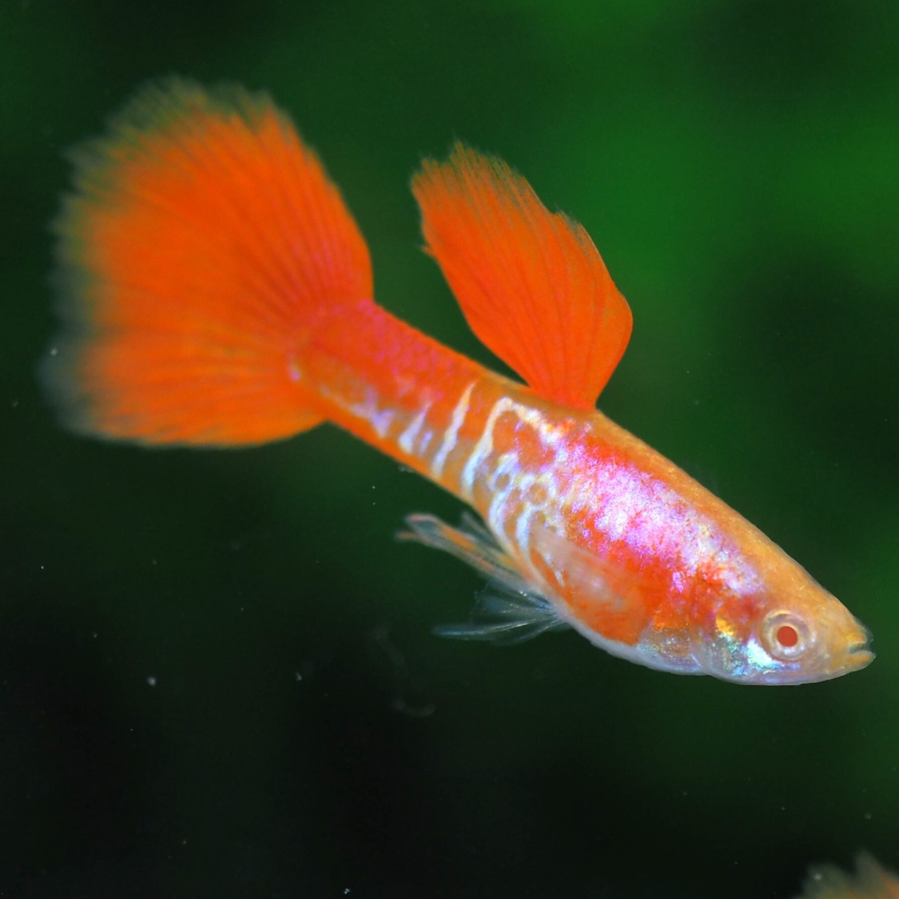 RREAギャラクシーレッドテール　若魚2ペア＋種親メス2匹