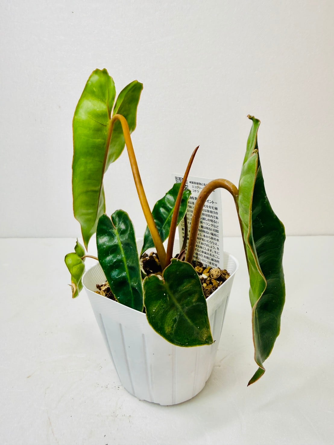 ビレッティアエ フィロデンドロン 観葉植物 4号 | 観葉植物と雑貨のお