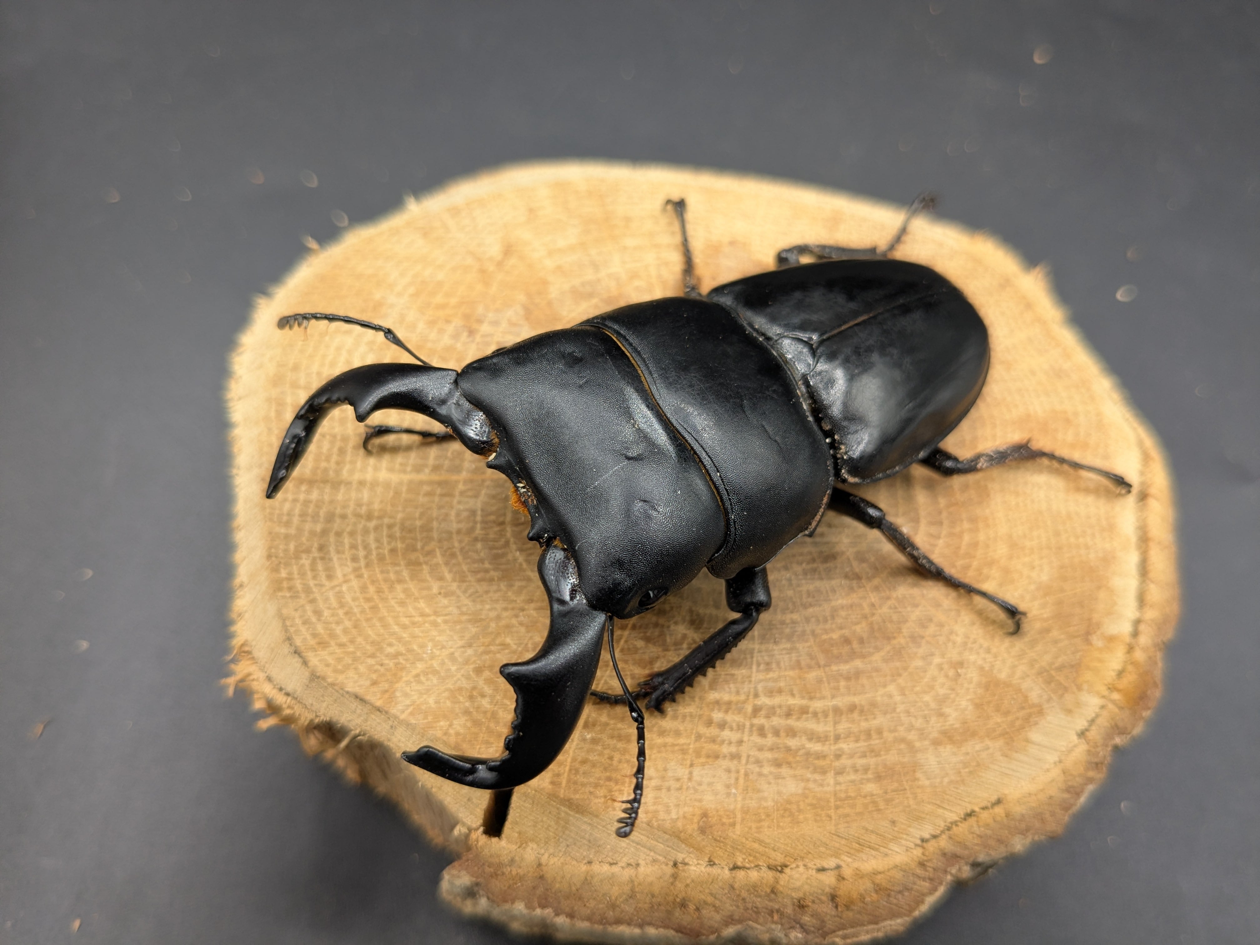 WDダイオウヒラタ ♂75mm♀43mm