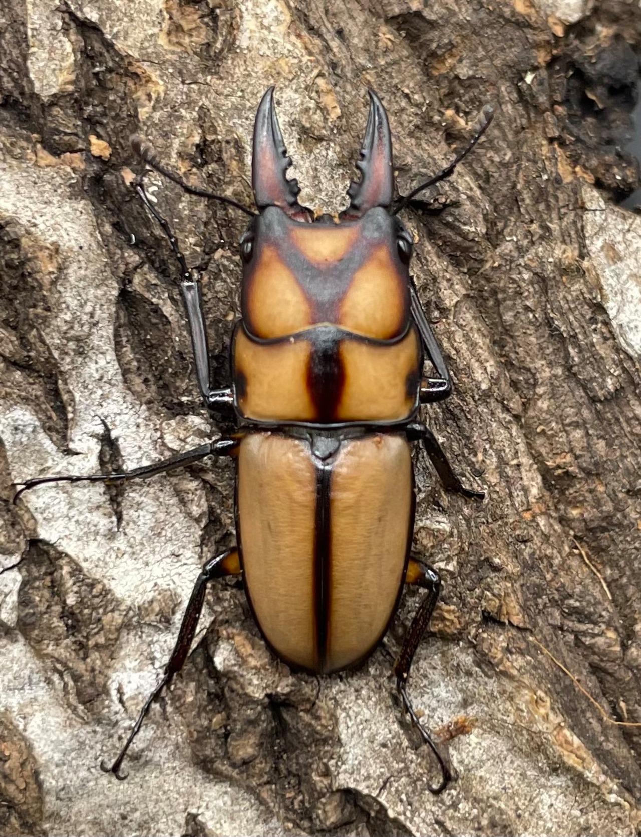 【WD】《スツラリスノコギリクワガタ 28.5mm B品ペア》