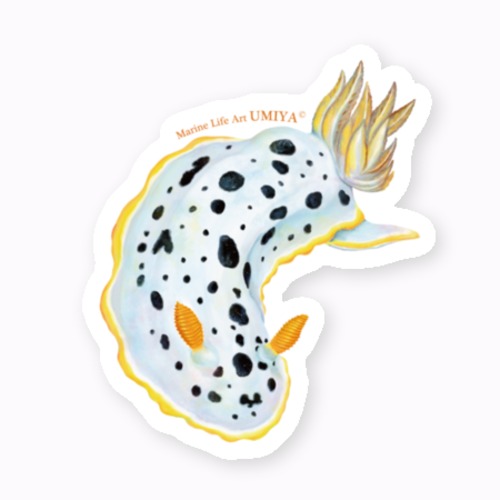 海の生きものステッカー（シロウミウシ）