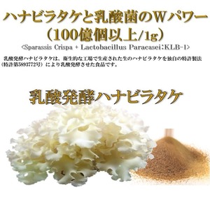 乳酸発酵ハナビラタケ「創健和心身」