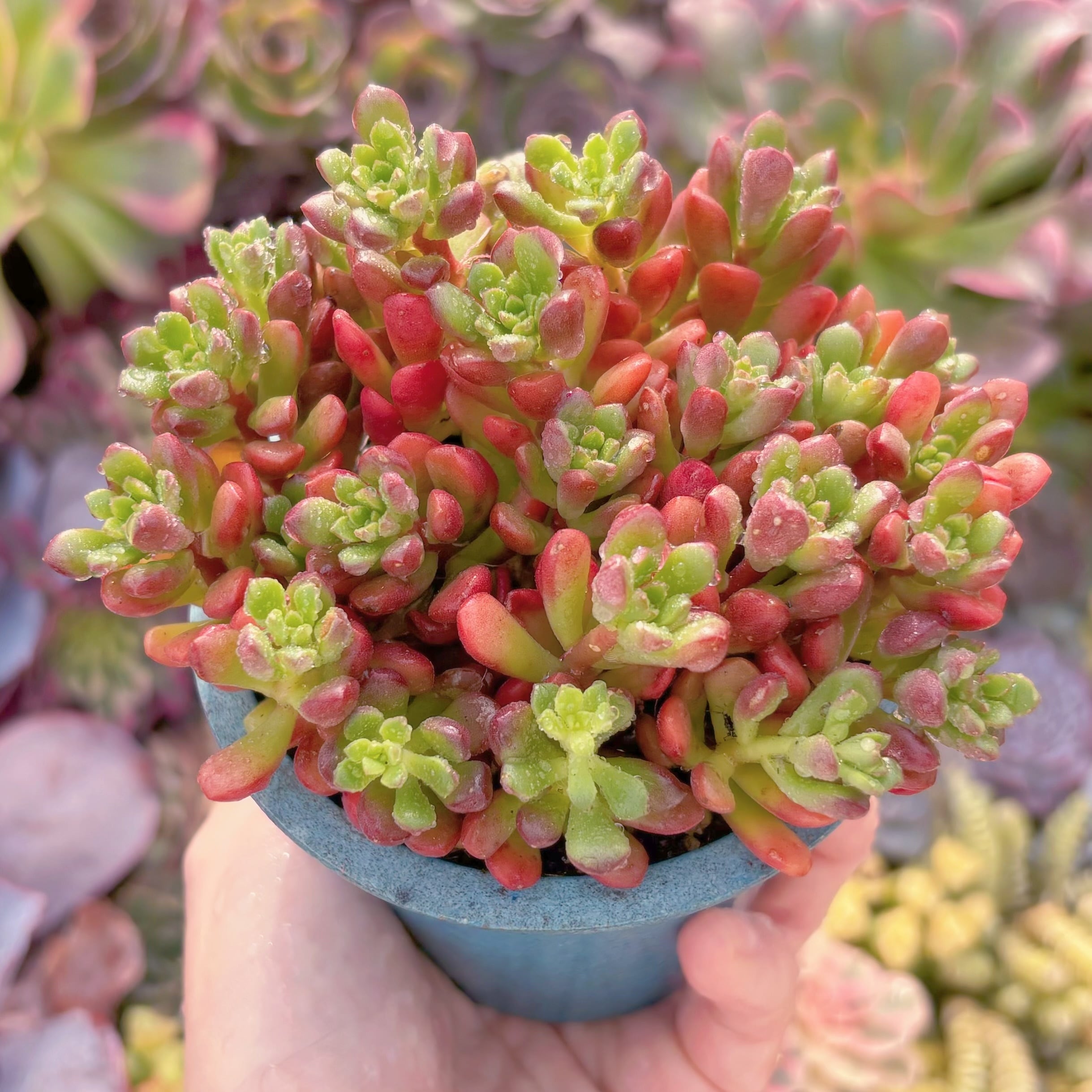 現品　ジョイスタロック#A083　るる農園