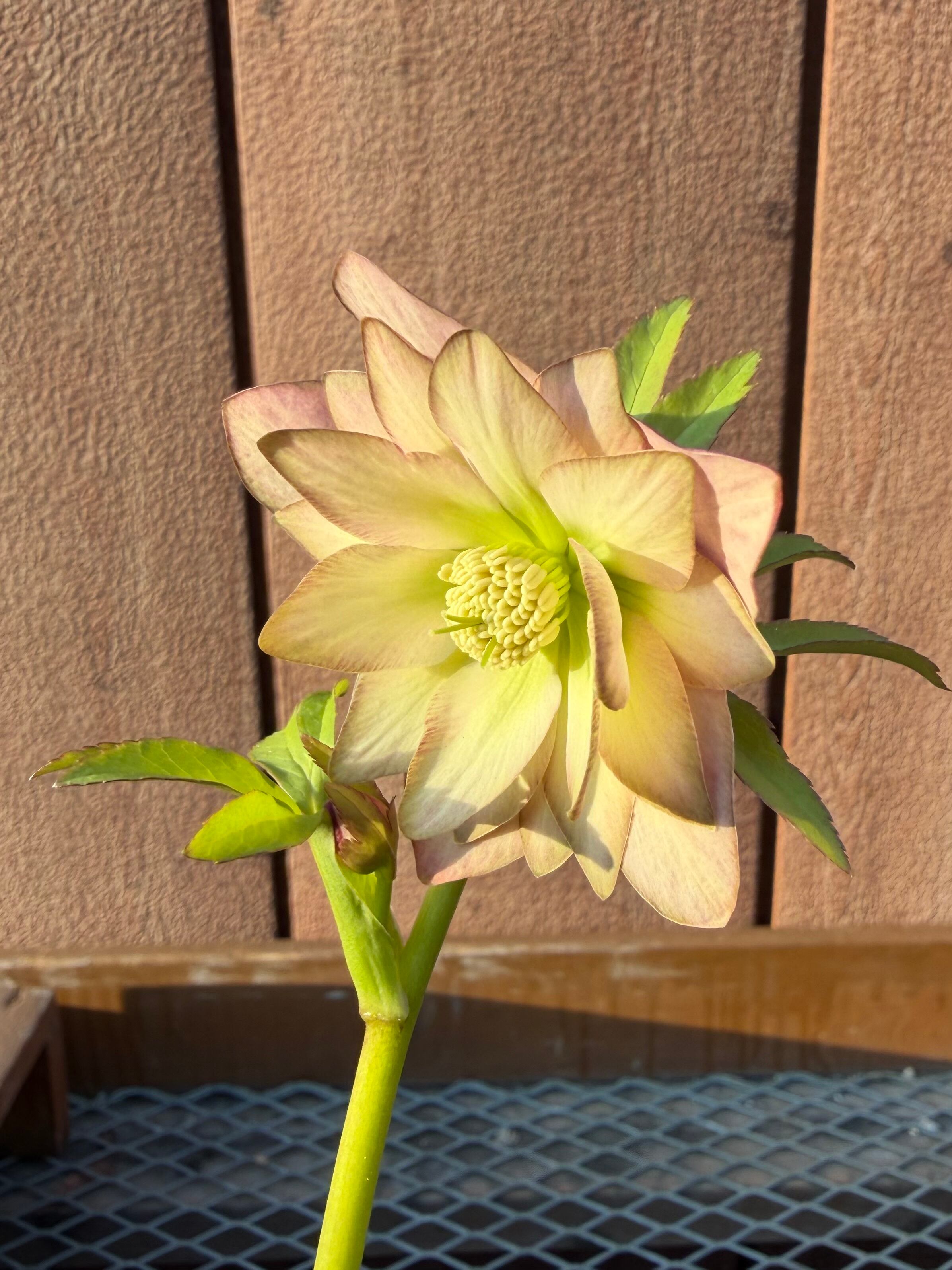 あしかがフラワーパーク