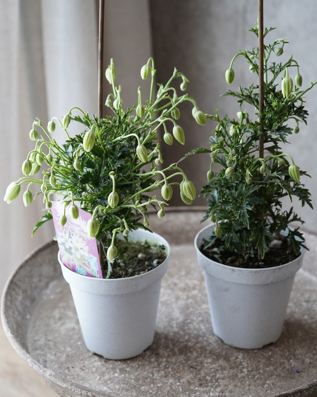 クレマチス　カートマニー　ジョー　3.5号