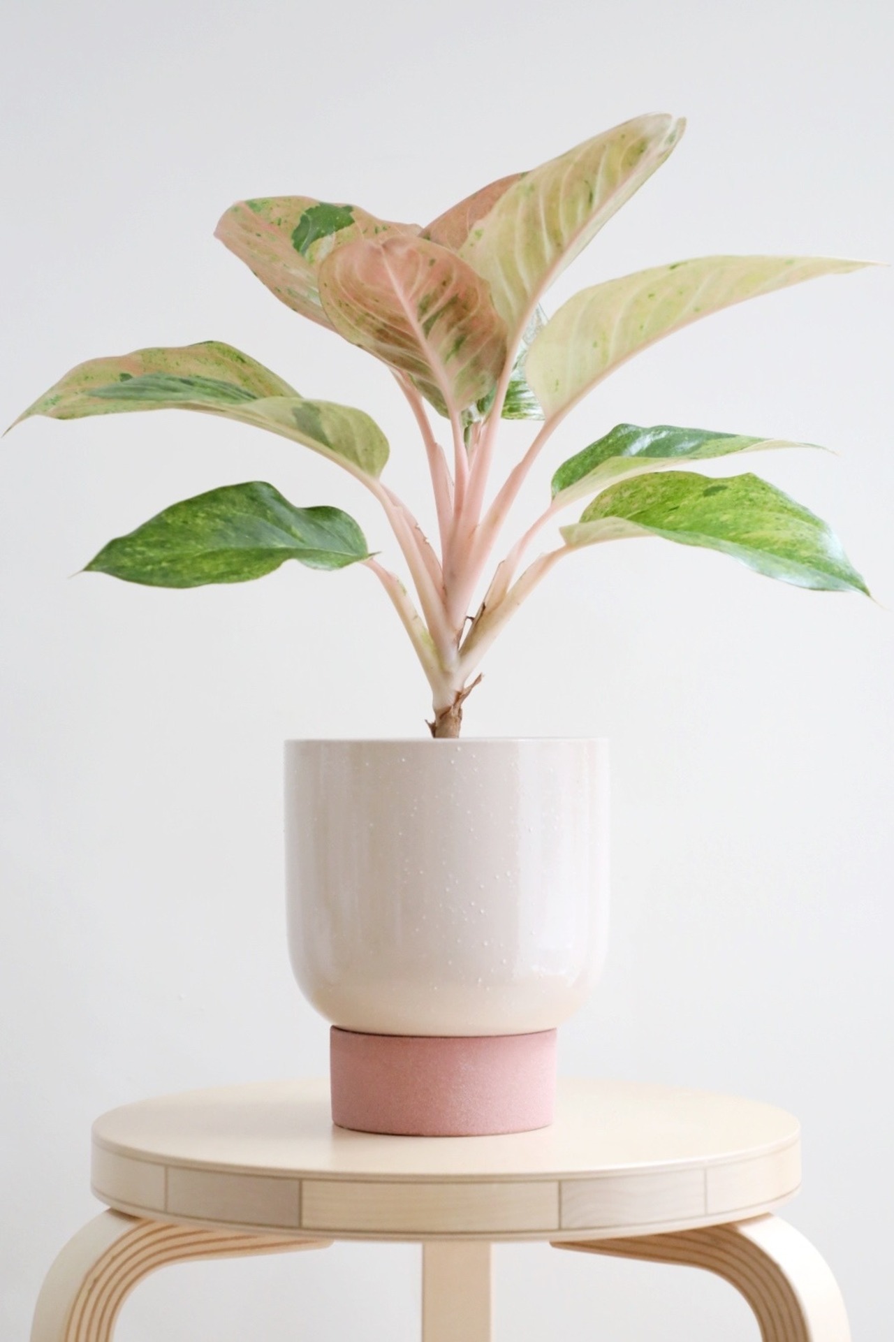 【M】アグラオネマ アップルファンタジー/Aglaonema