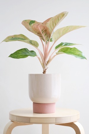 【M】アグラオネマ アップルファンタジー/Aglaonema