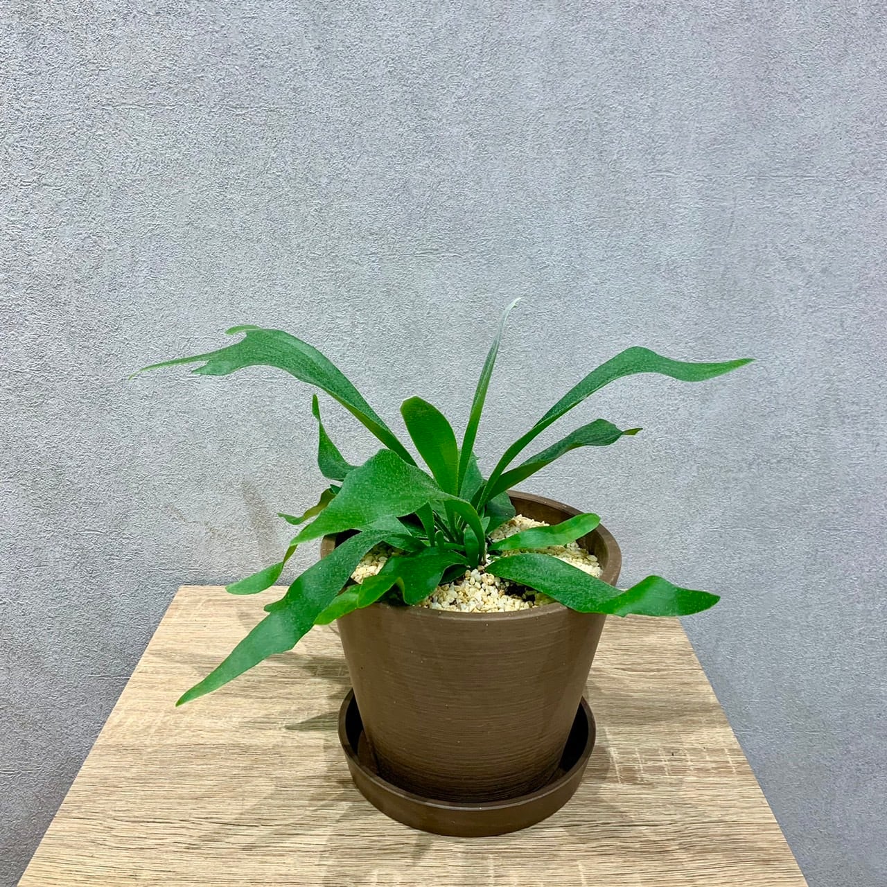 ビカクシダの養成陶板 ビカクシダ ビカクシダの養成陶板 ビカクシダ