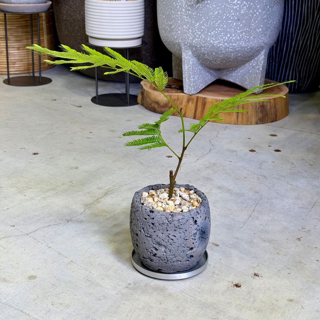 エバーフレッシュ