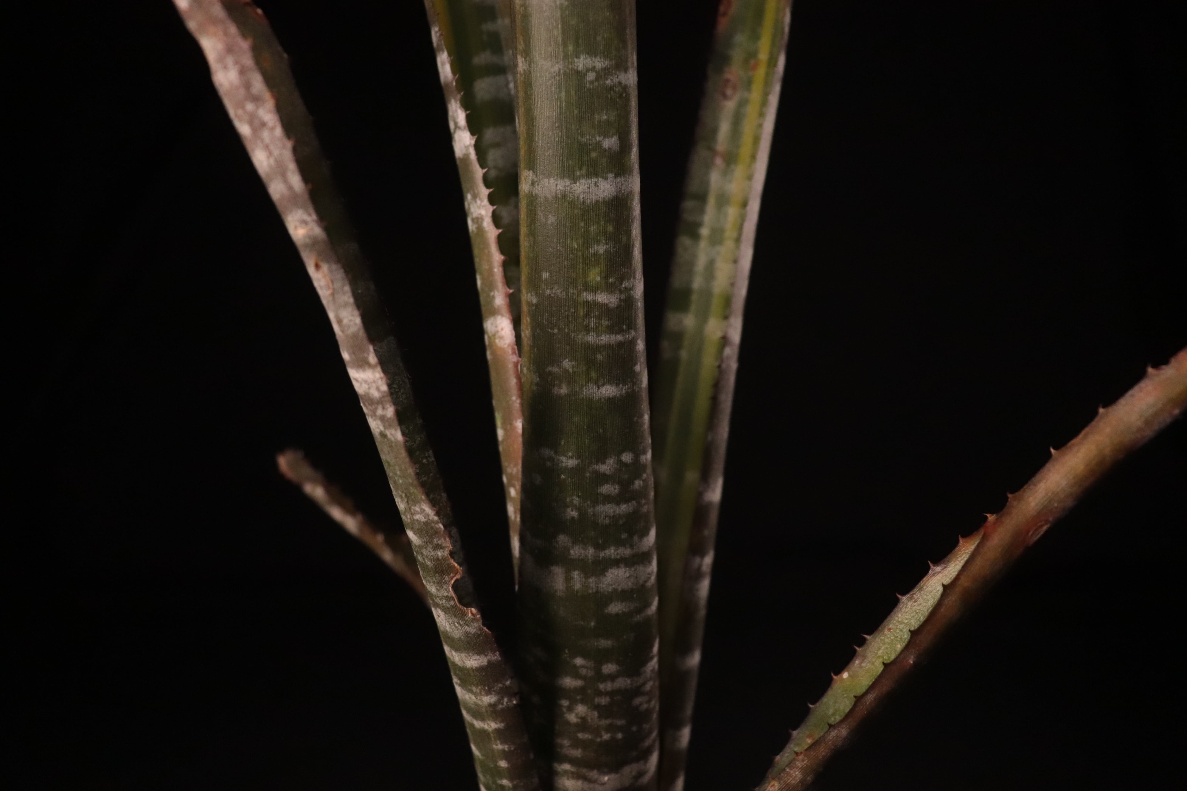 送料無料】Billbergia rosea variegated〔ビルベルギア〕現品発送B0170