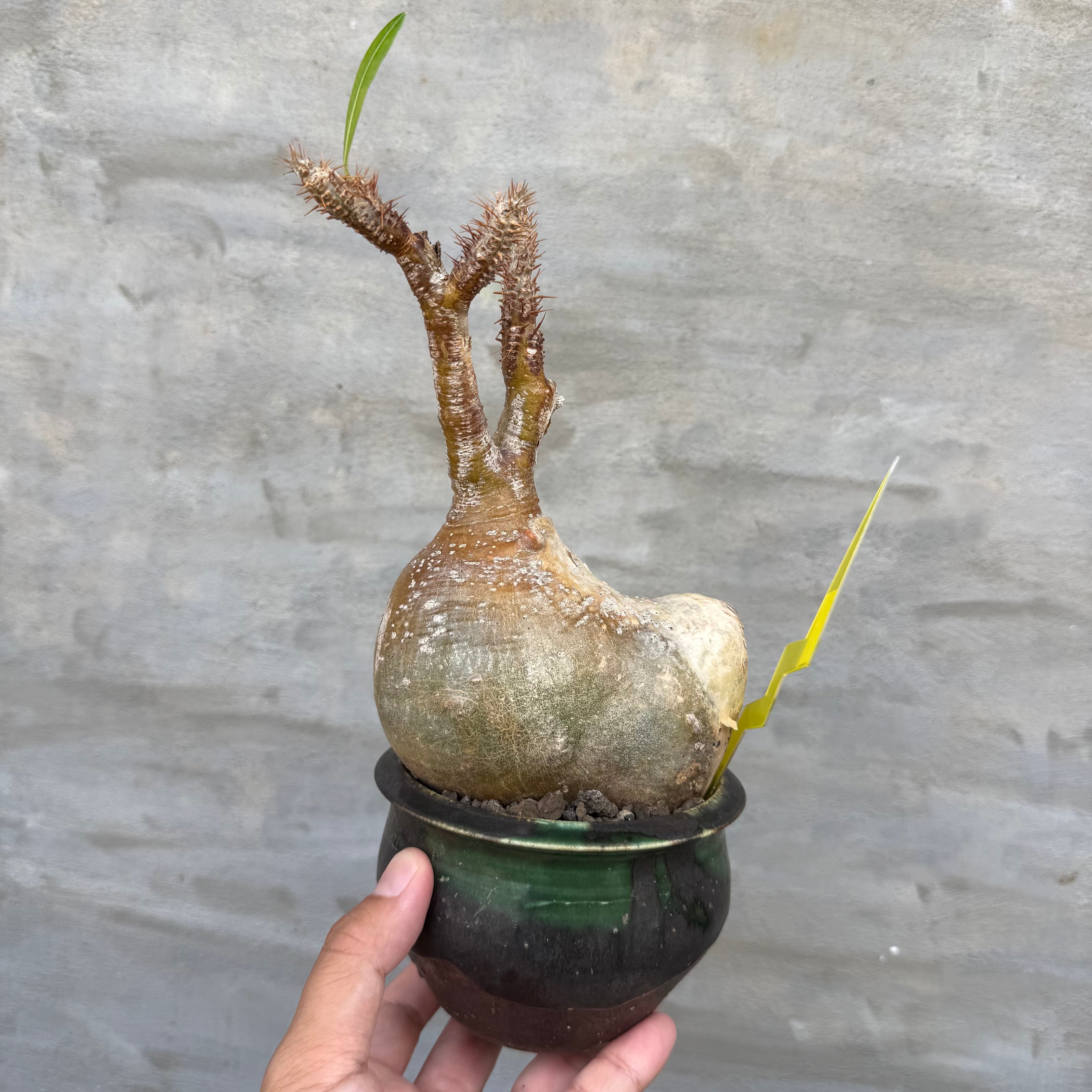 植木鉢】姫野 翔太 ブルー Noppo <3> | A-PLANTS 植木鉢】姫野 翔太 ブルー Noppo <3> | A-PLANTS