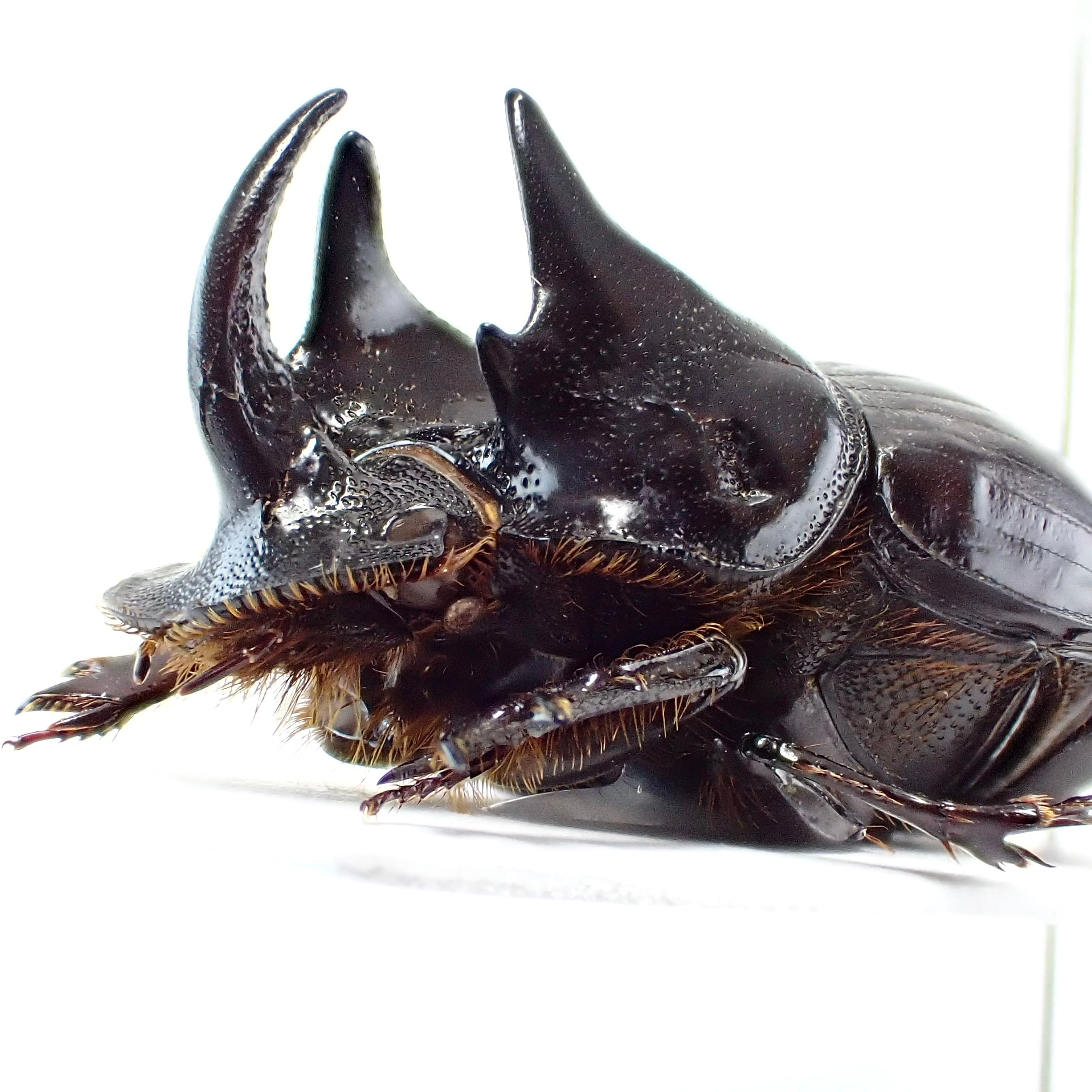 ダイコクコガネの仲間 | 昆虫標本 Diggers & Rollers