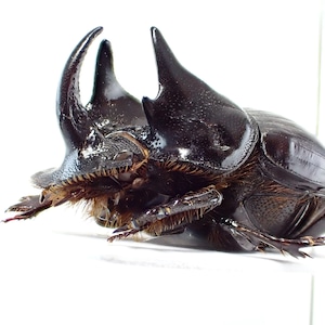 ジンバブエ産 Copris bootes ♂ 21mm