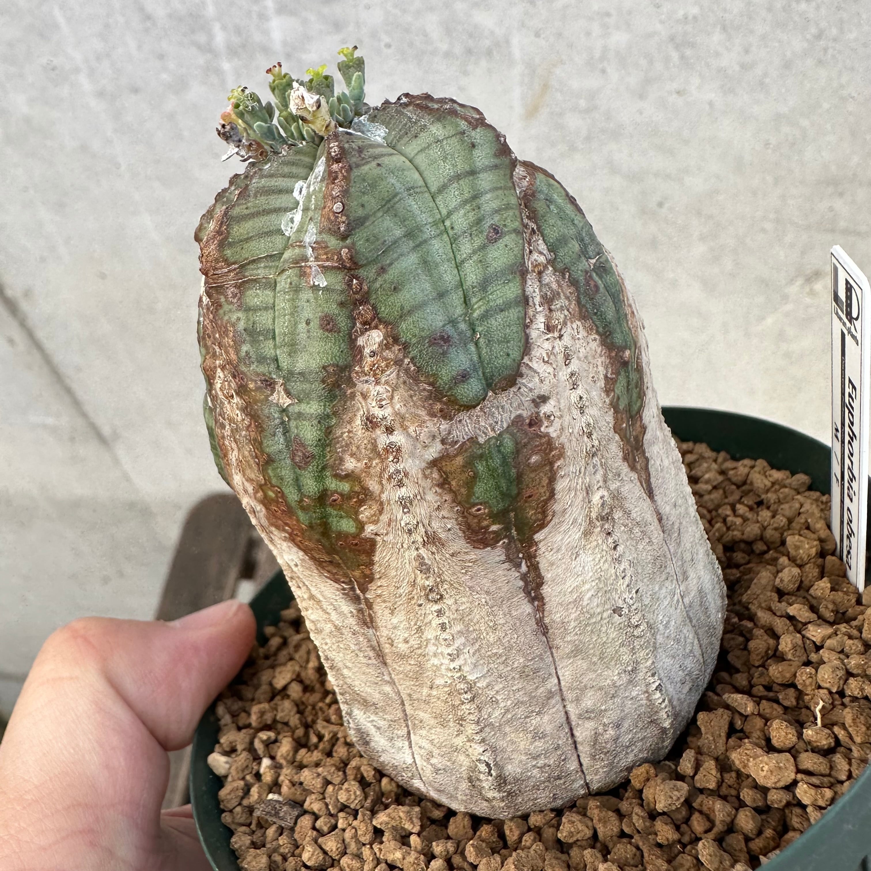 白化木質タイプ】 Euphorbia obesa ユーフォルビア オベサ