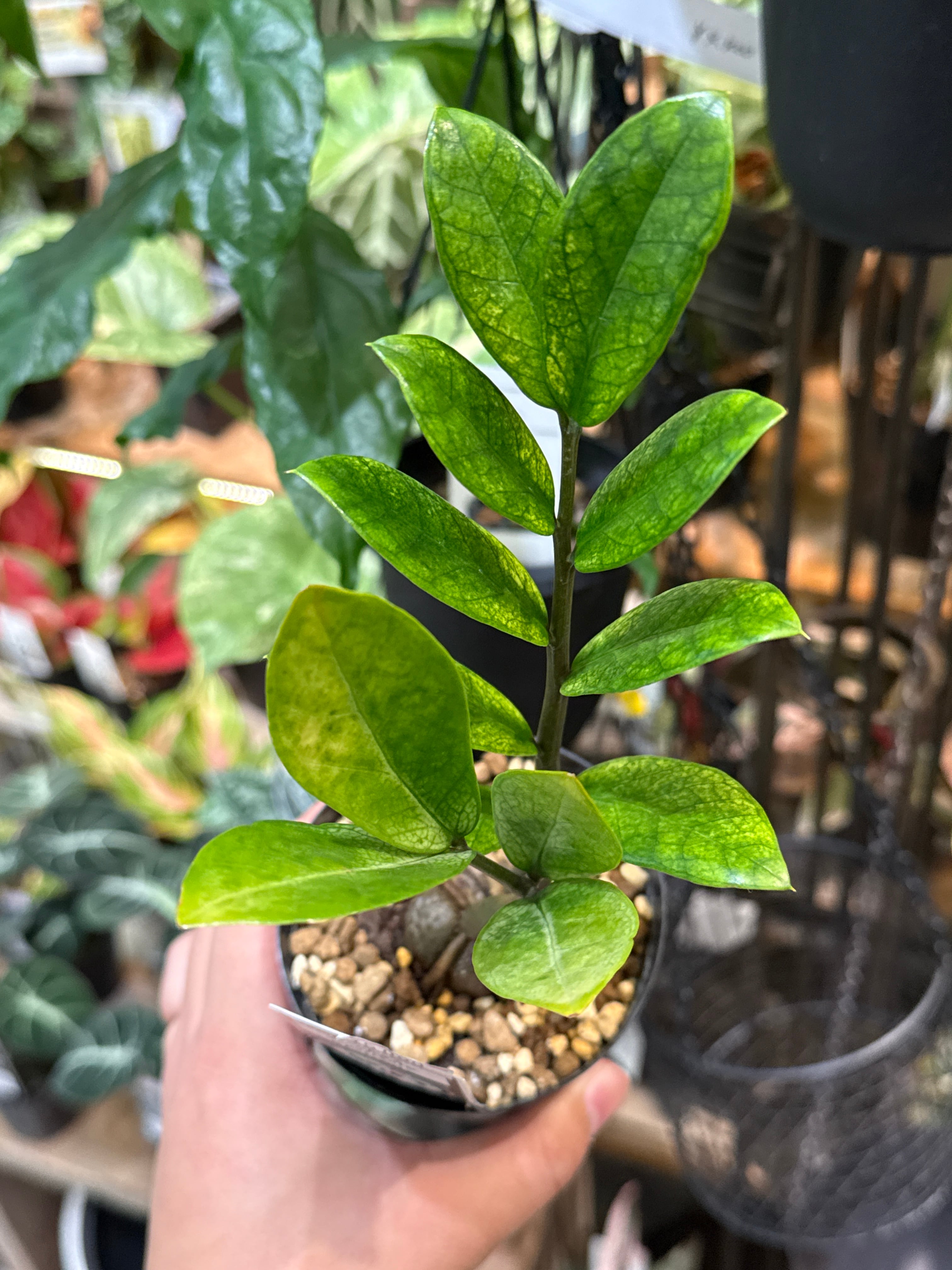 Gardenえん 【観葉熱帯植物】