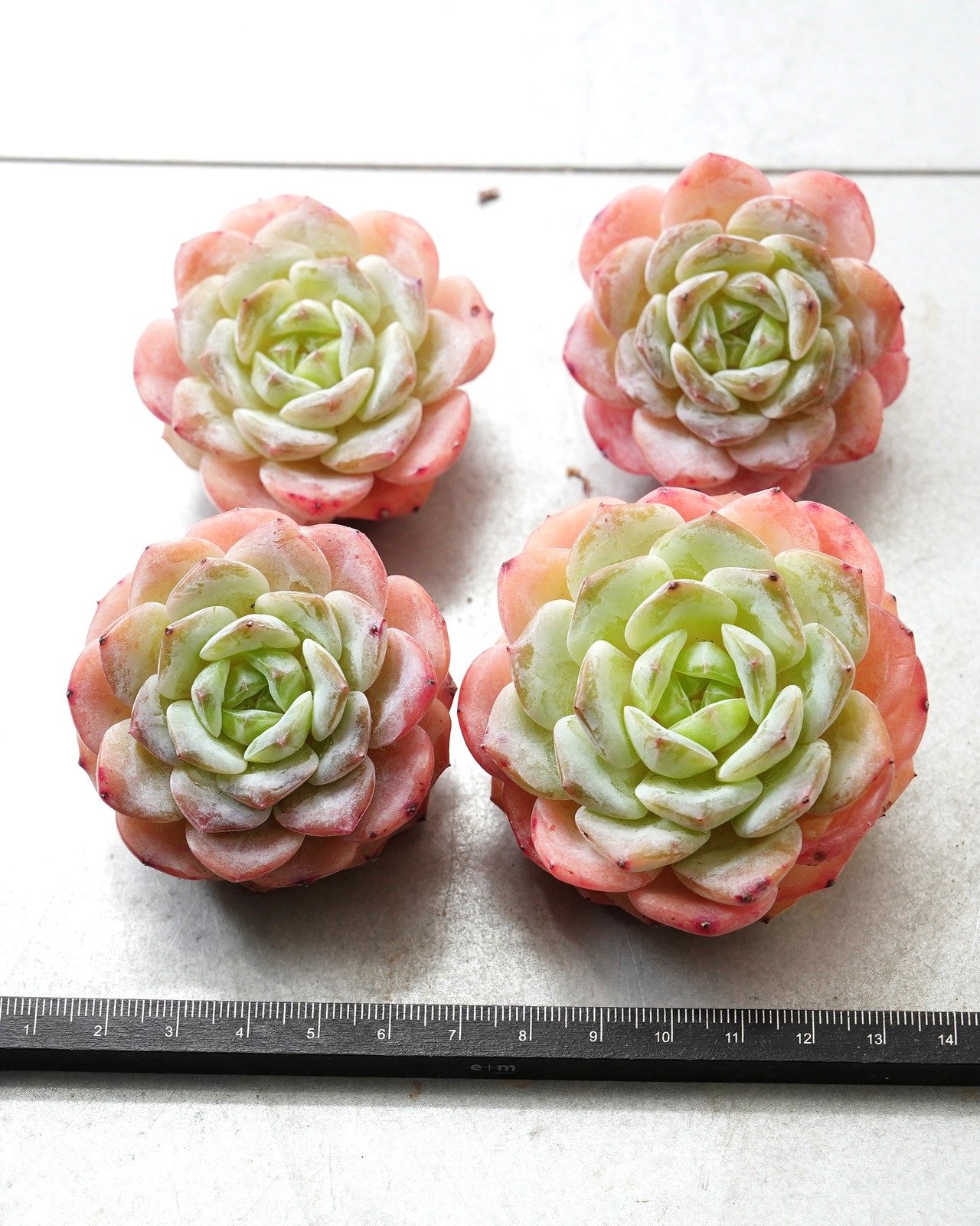 一部発根済カット苗 仰山雪 M Echeveria 'Yangshan Snow'