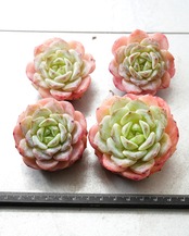 一部発根済カット苗 仰山雪 M Echeveria 'Yangshan Snow'