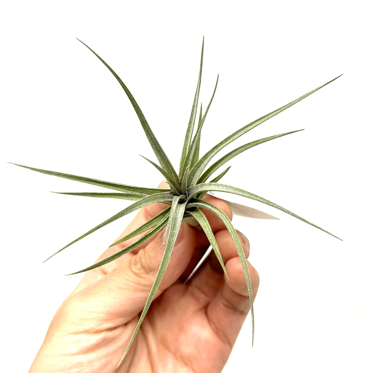 チランジア アエラントス 'Mini Purple'【558】