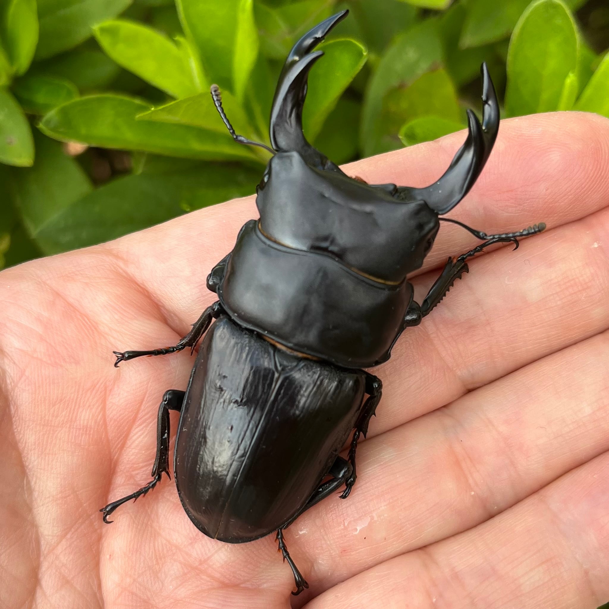 【即ブリ可】山梨県オオクワガタ（ペア）レアラベル 即ブリ可】山梨県オオクワガタ（ペア）レアラベル