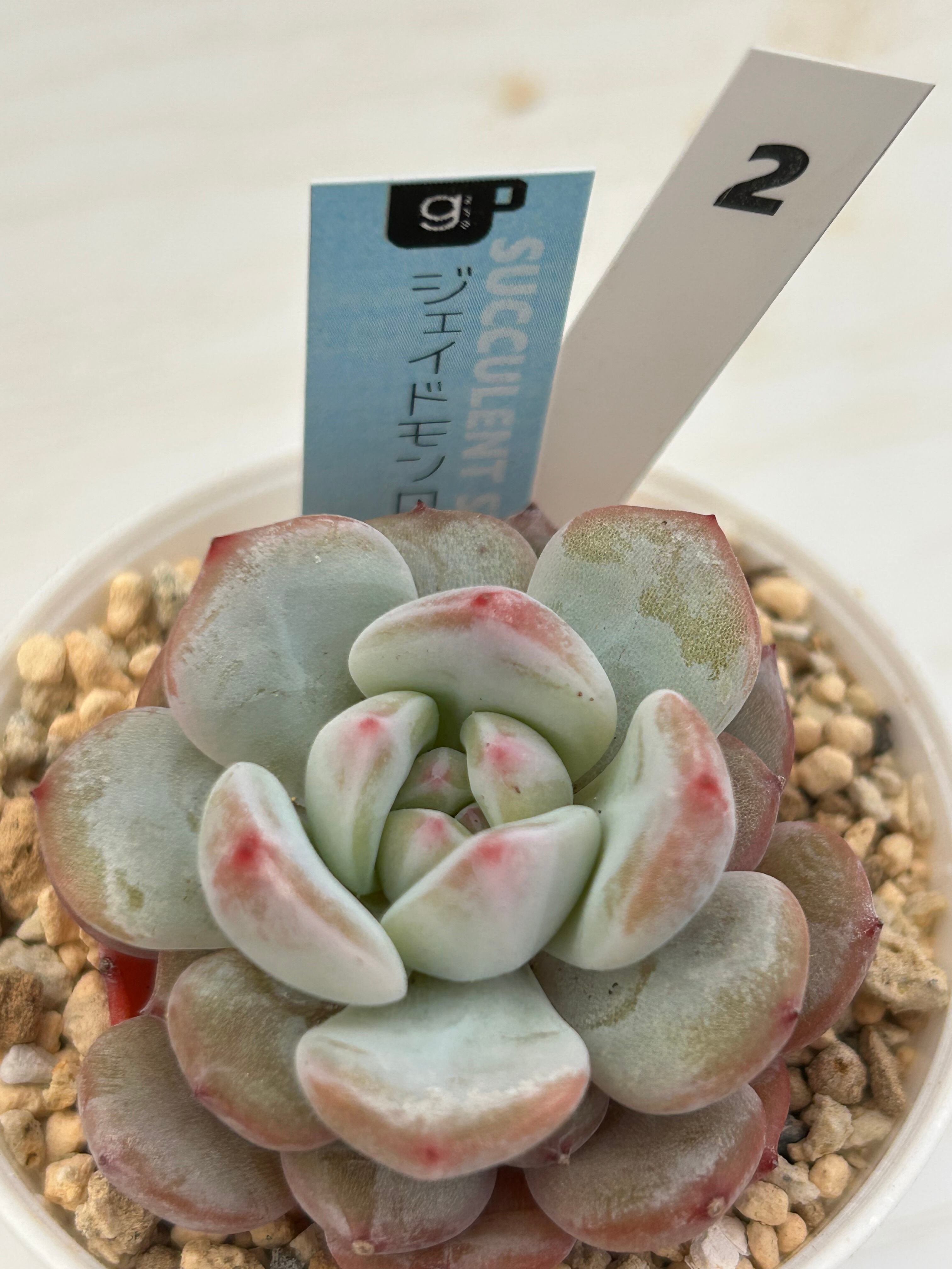 ✨すごくレア✨多肉植物 スターモンロー 韓国苗