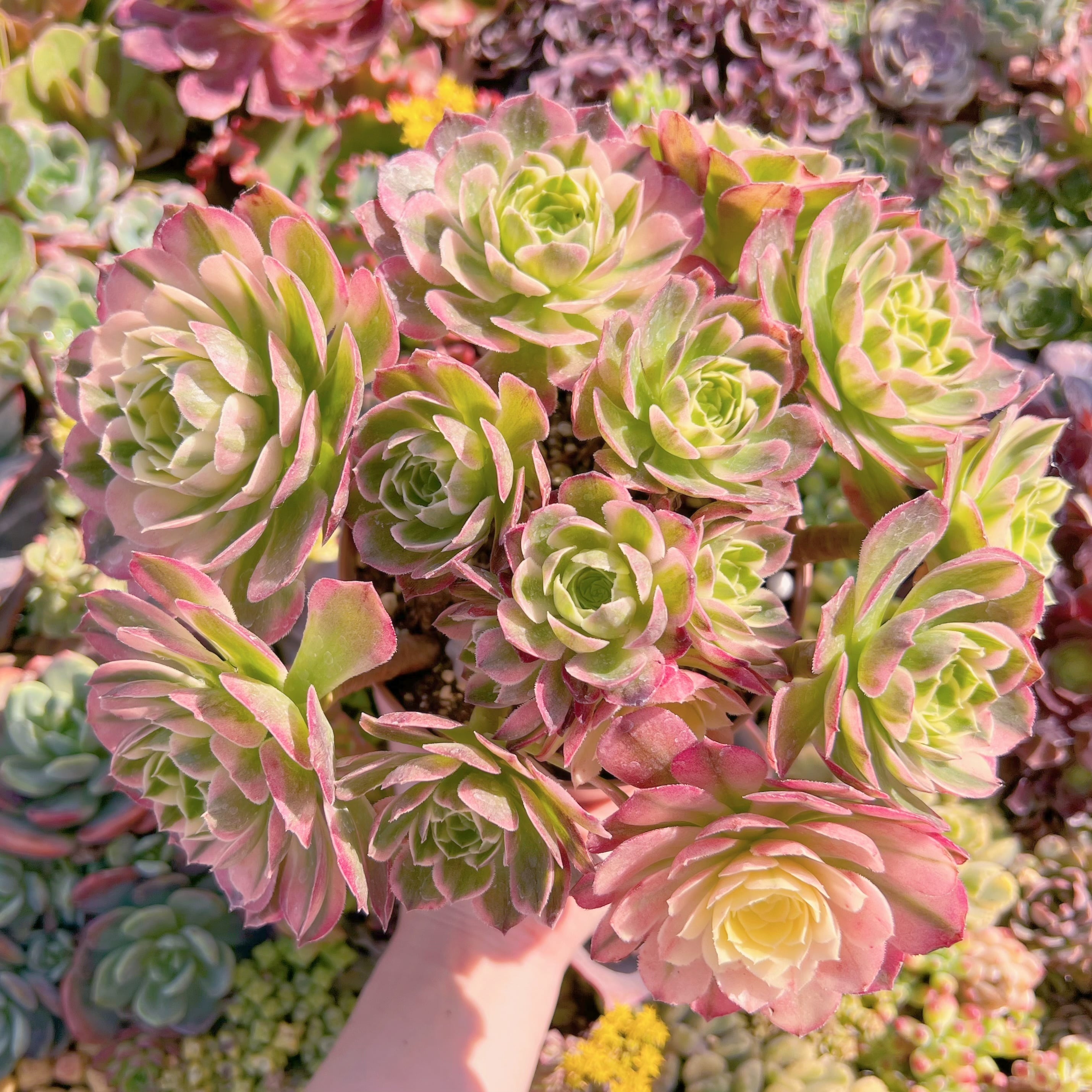 現品　海王#F218　特大群生　新入荷　るる農園