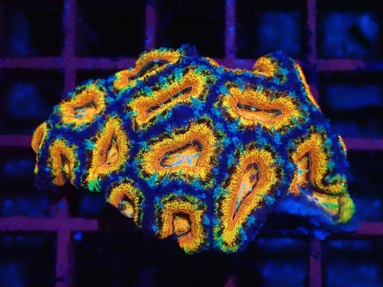 Loadhowensis PremiumRainbow Colony 4