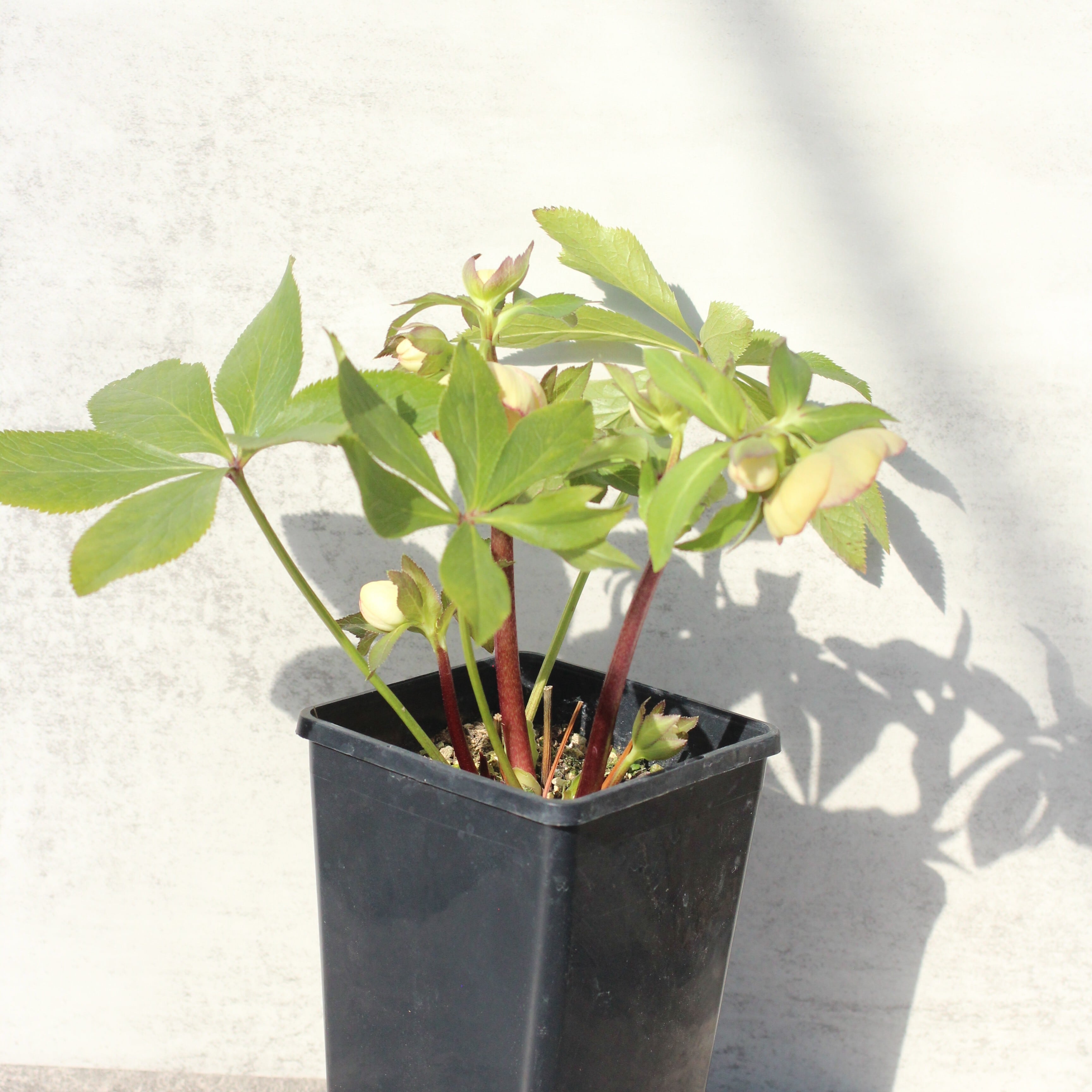 WS26-095 クリスマスローズ ウィンターシンフォニー イエロークレオン