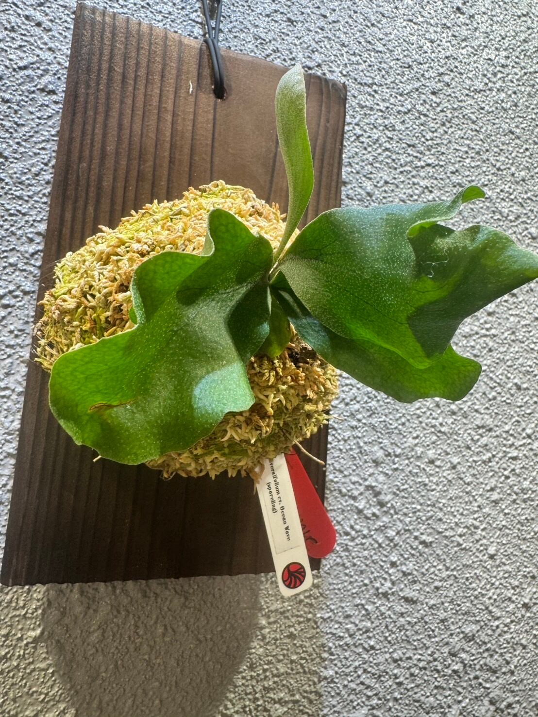 P.Diversifolium cv.OceanvWave spore | Plants.Links