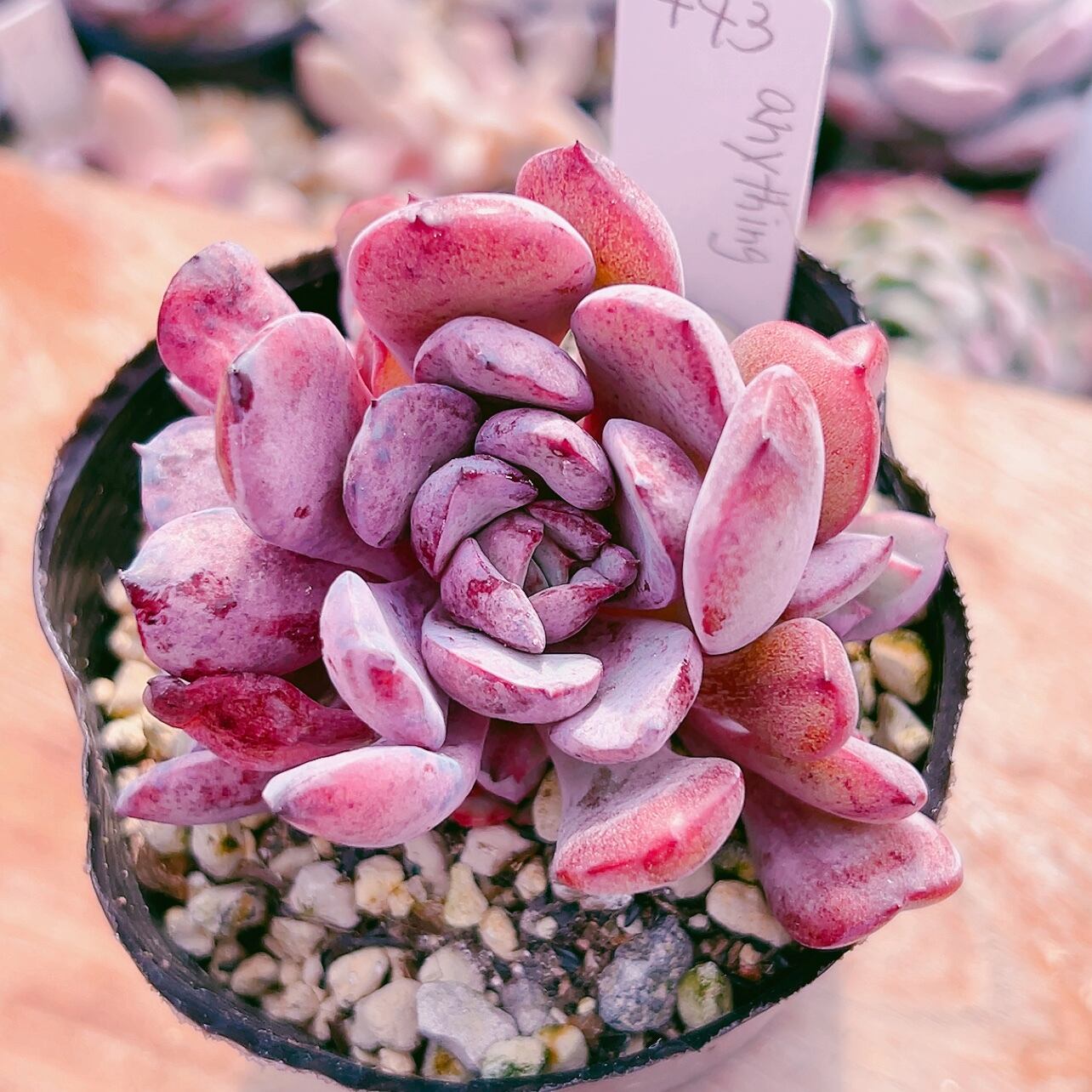 No.5 カミングスプリング（新品種）多肉植物 エケベリア 韓国苗